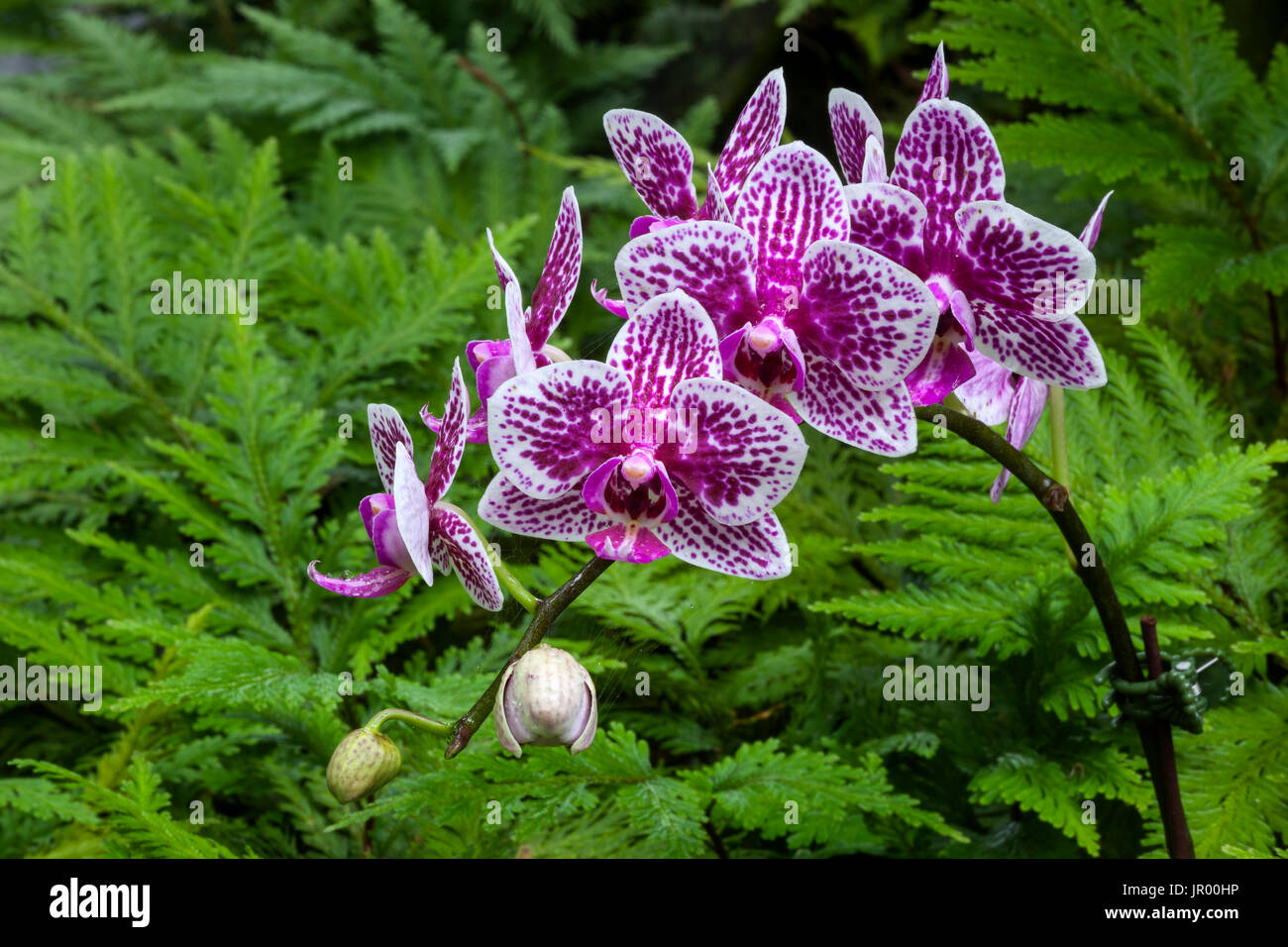 HI00331-00...HAWAI'I - Orchid in the Hawaii Tropical Botanical Garden near Hilo on the Island of Hawai'i. Stock Photo