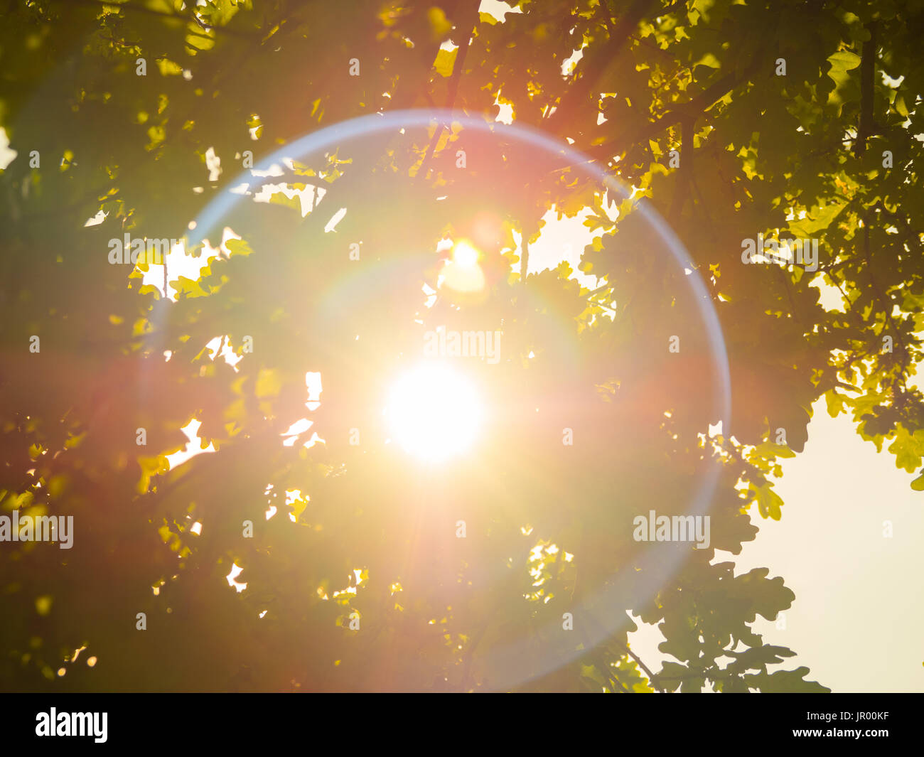 Sun shines through the branches hi-res stock photography and images - Alamy