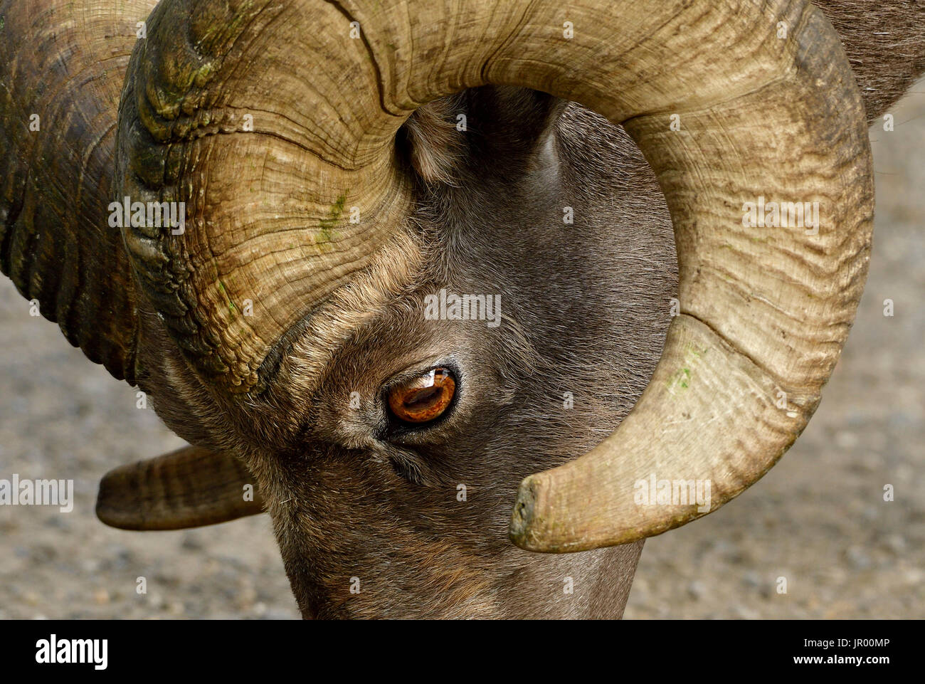 A close up side view of a wild bighorn sheep's face showing the eye and curl of his horn Stock Photo