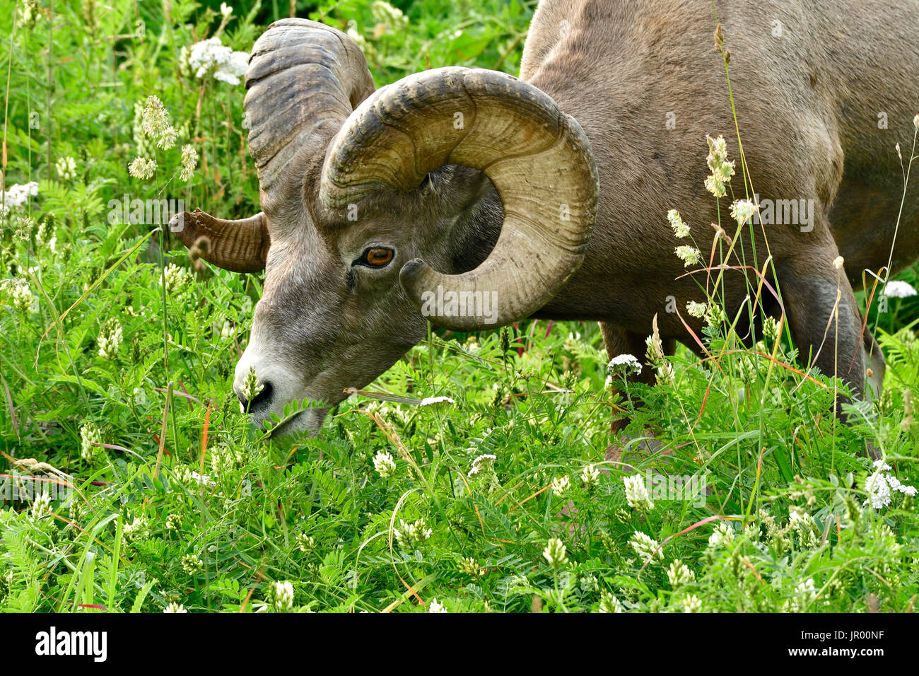 A mature male Bighorn Sheep 'Ovis canadensis' feeding on some green vegetation in Jasper Natural Park, Alberta Canada. Stock Photo