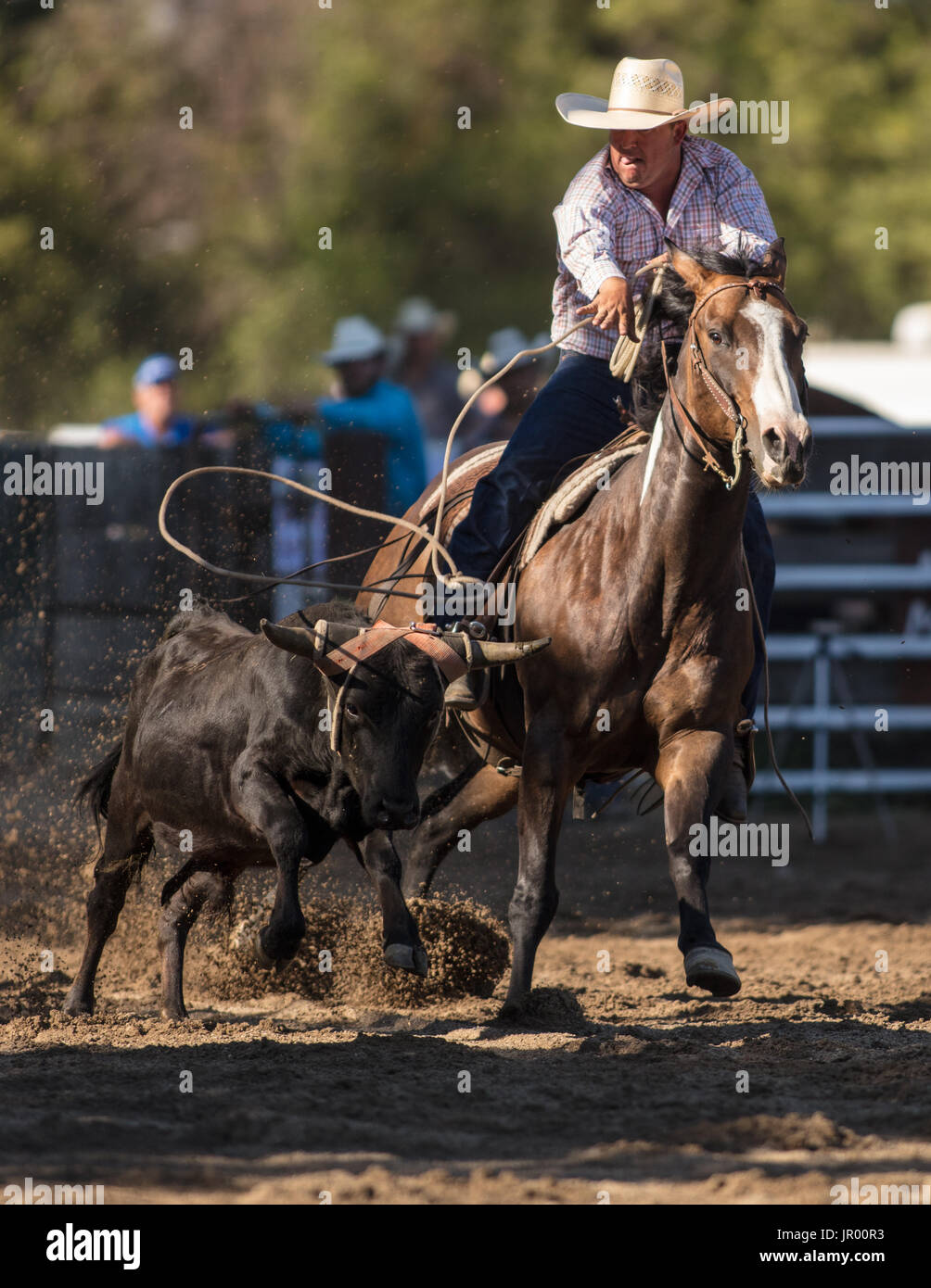 Rodeo action at the Scott Valley Pleasure Park Rodeo in Etna ...
