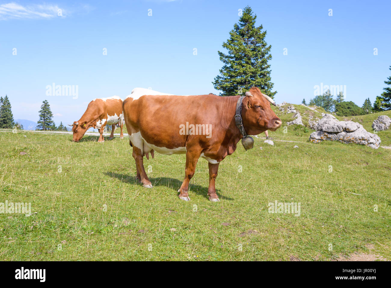 Brown and white Cattle, Livestock grazing on pasture in mountains, European Alps, Velika Planina, Slovenia Stock Photo