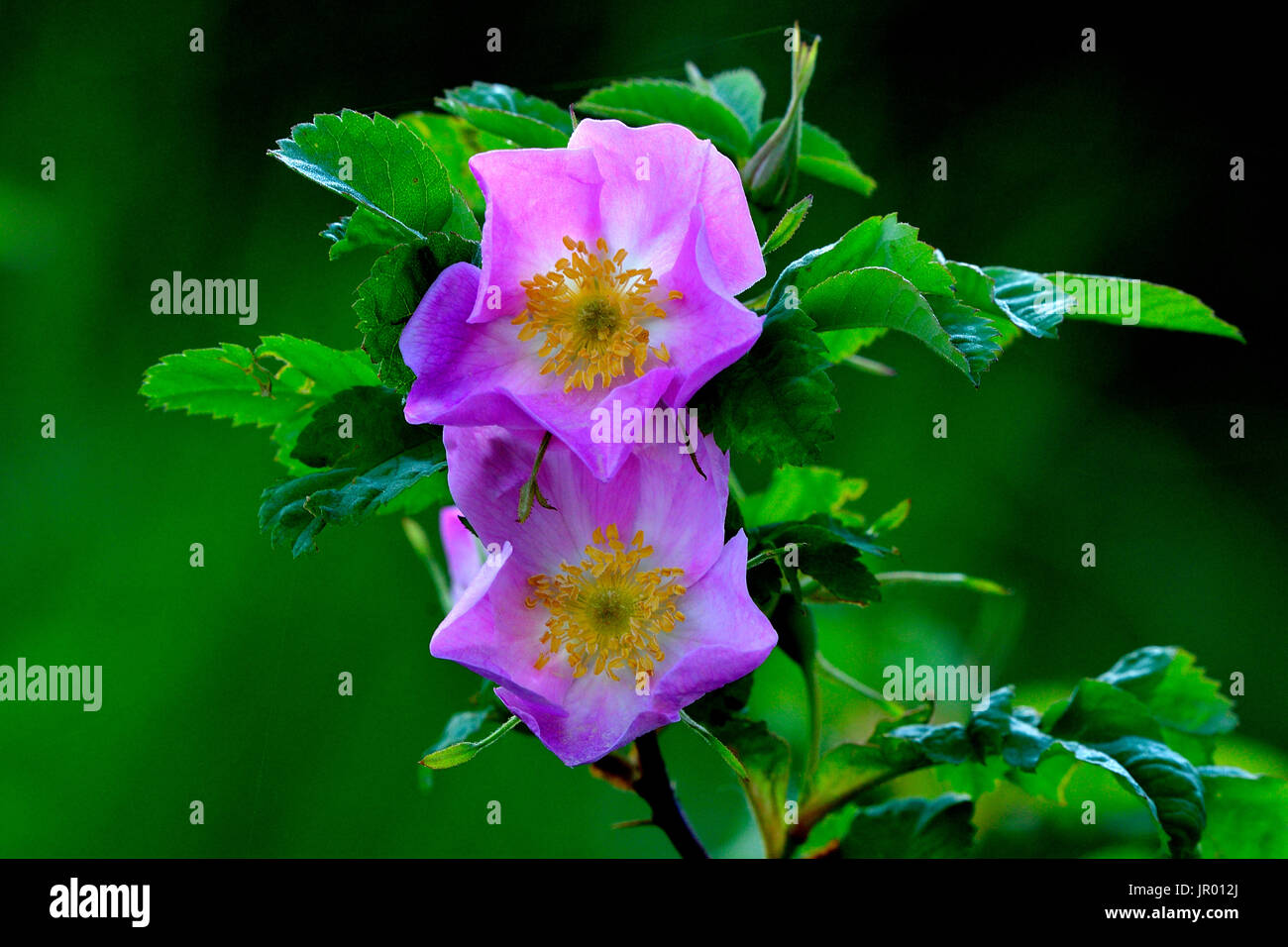 A wild rose bush with deep pink colored blossoms on a green leaf background in rural Alberta Canada Stock Photo