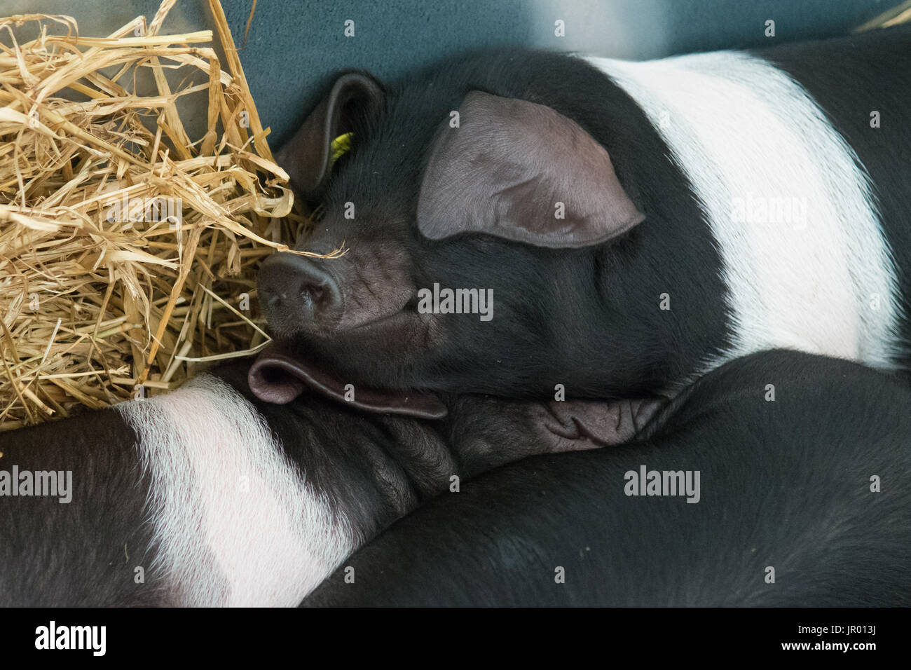 British Saddleback piglets Stock Photo