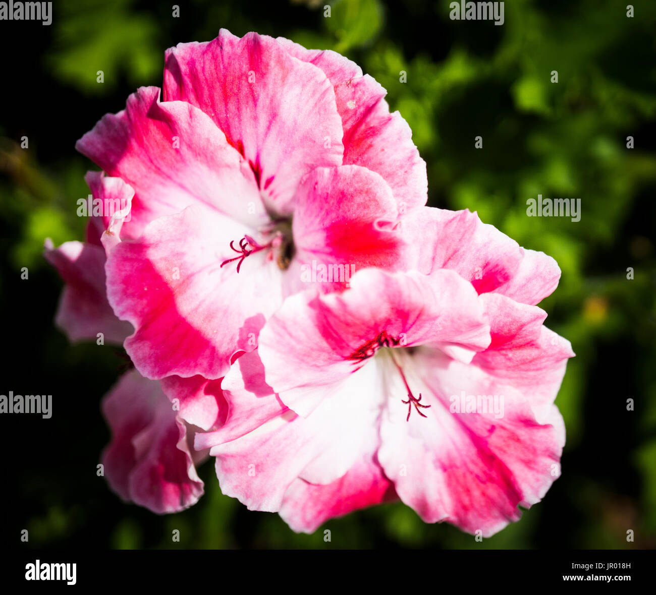 Four o clock flower Calgary AB Stock Photo