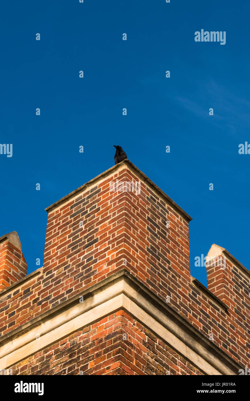 Black crow sitting on top of red brick parapet of Tudor period architecture exterior wall Stock Photo