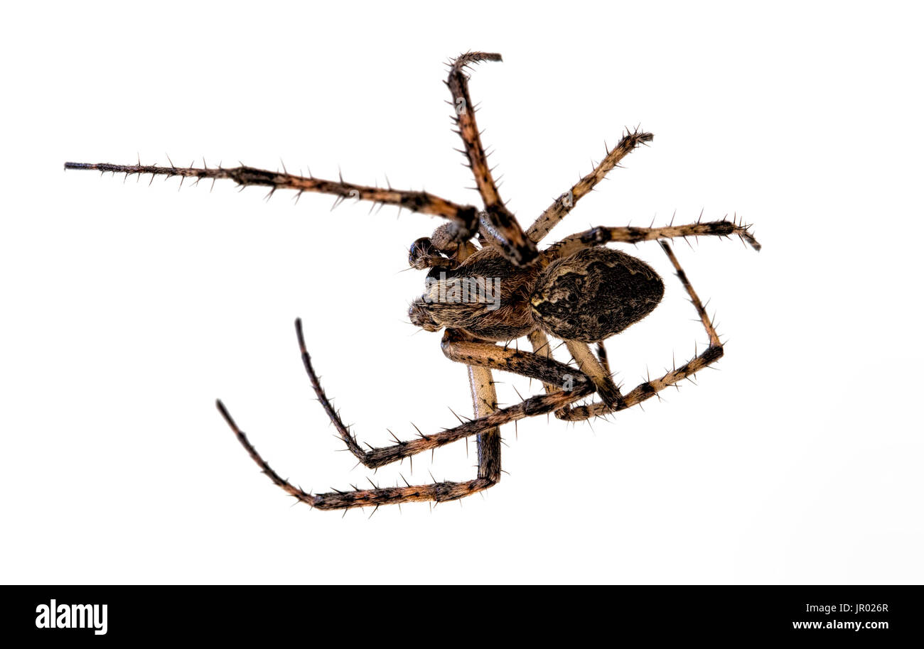 Spider isolated on white background Stock Photo