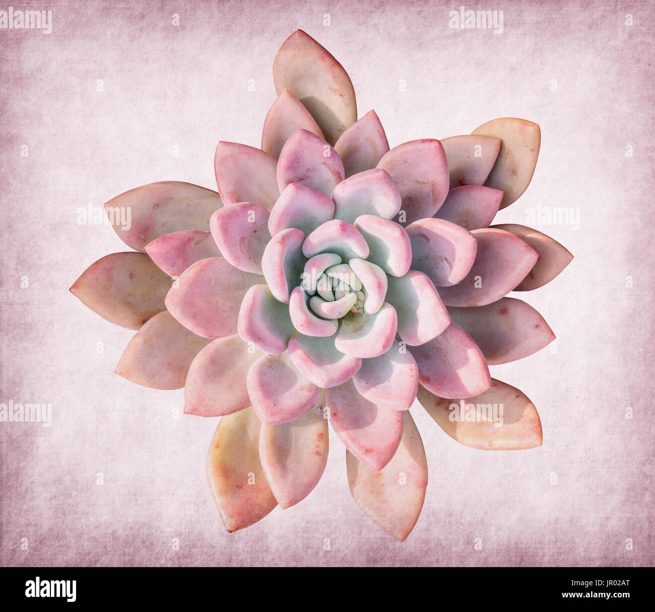 succulents on antique cracked paper texture Stock Photo