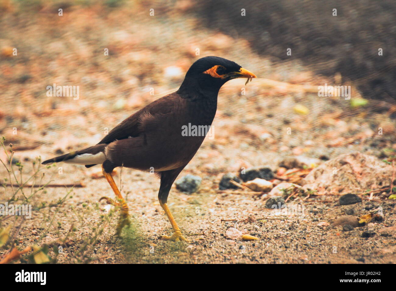 Black bird with a yellow beak having its meal Stock Photo