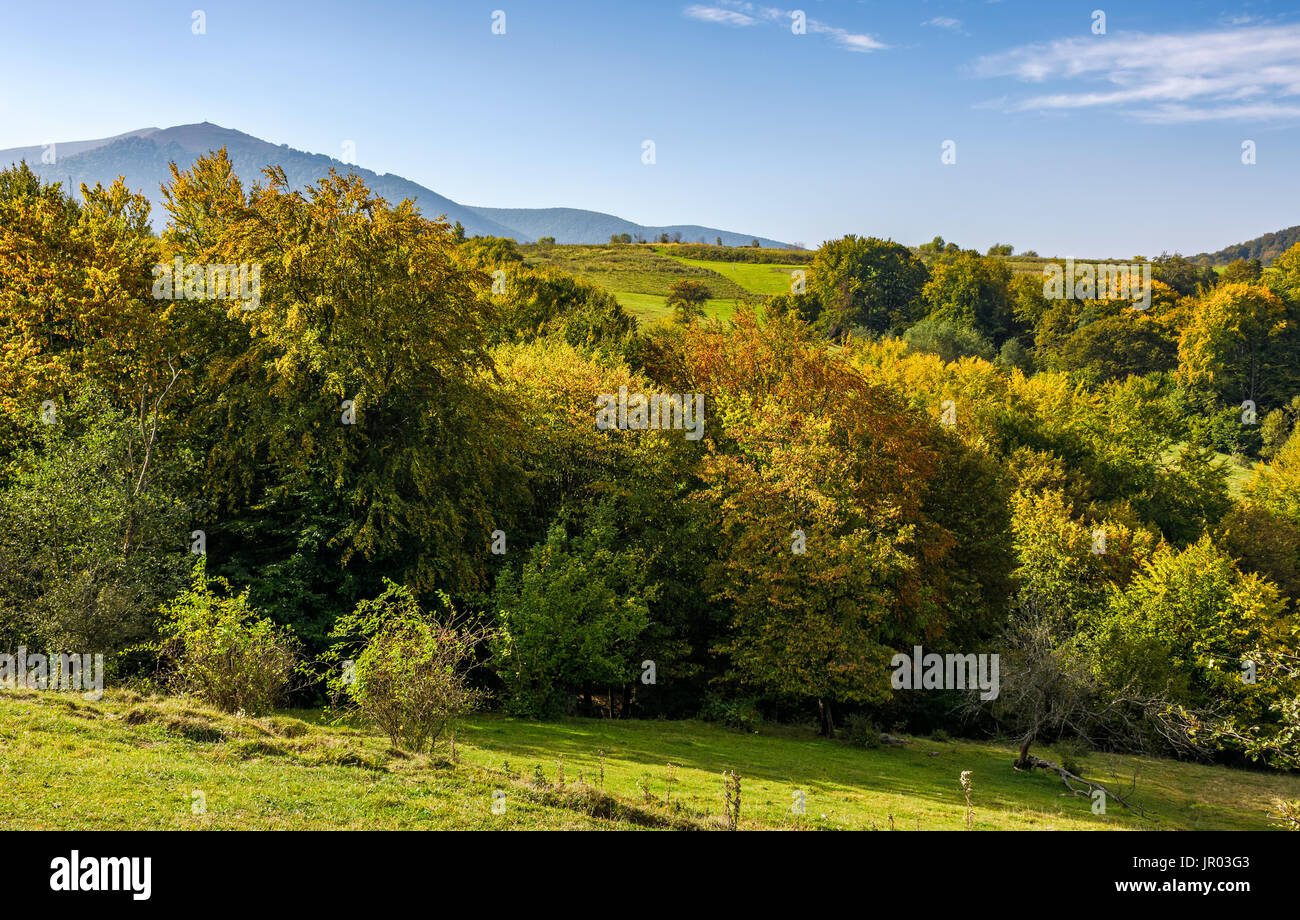 autumnal forest with colorful foliage on hills in mountainous countryside. lovely sunny autumn mountain landscape Stock Photo