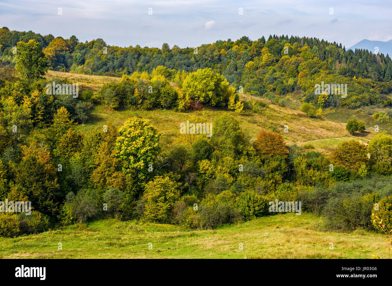 forest with colorful foliage on hills in mountainous countryside. lovely early autumn mountain landscape Stock Photo