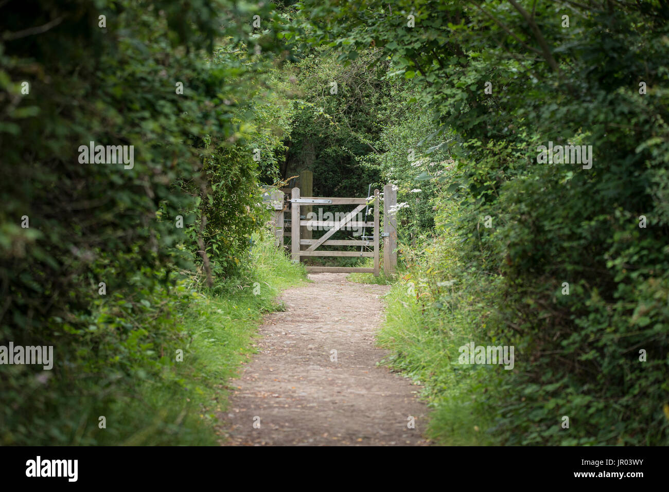 Shallow depth of field landscape image of tree covered footpath leading ...
