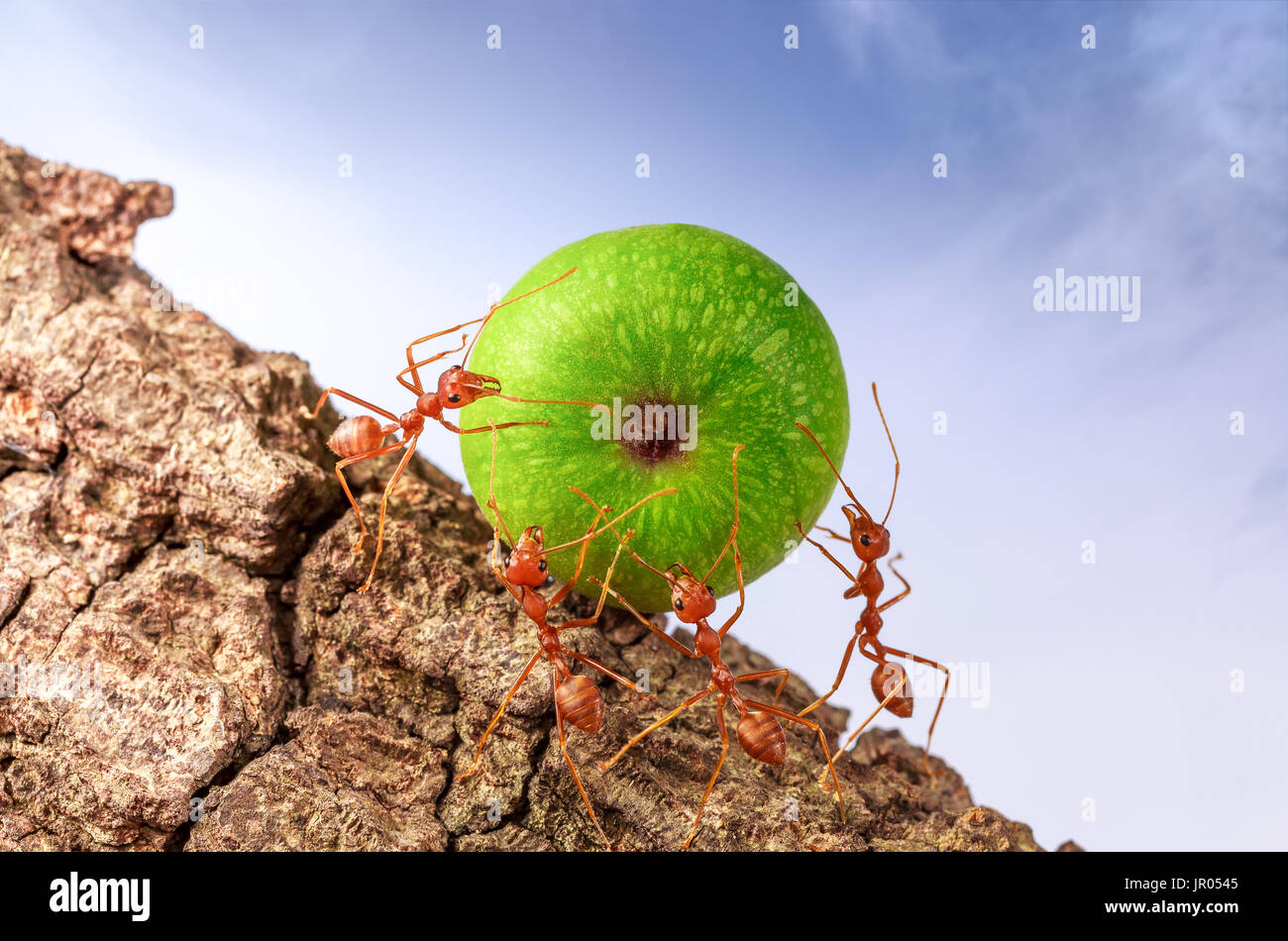 Ants carrying food together, teamwork concept Stock Photo 151824069