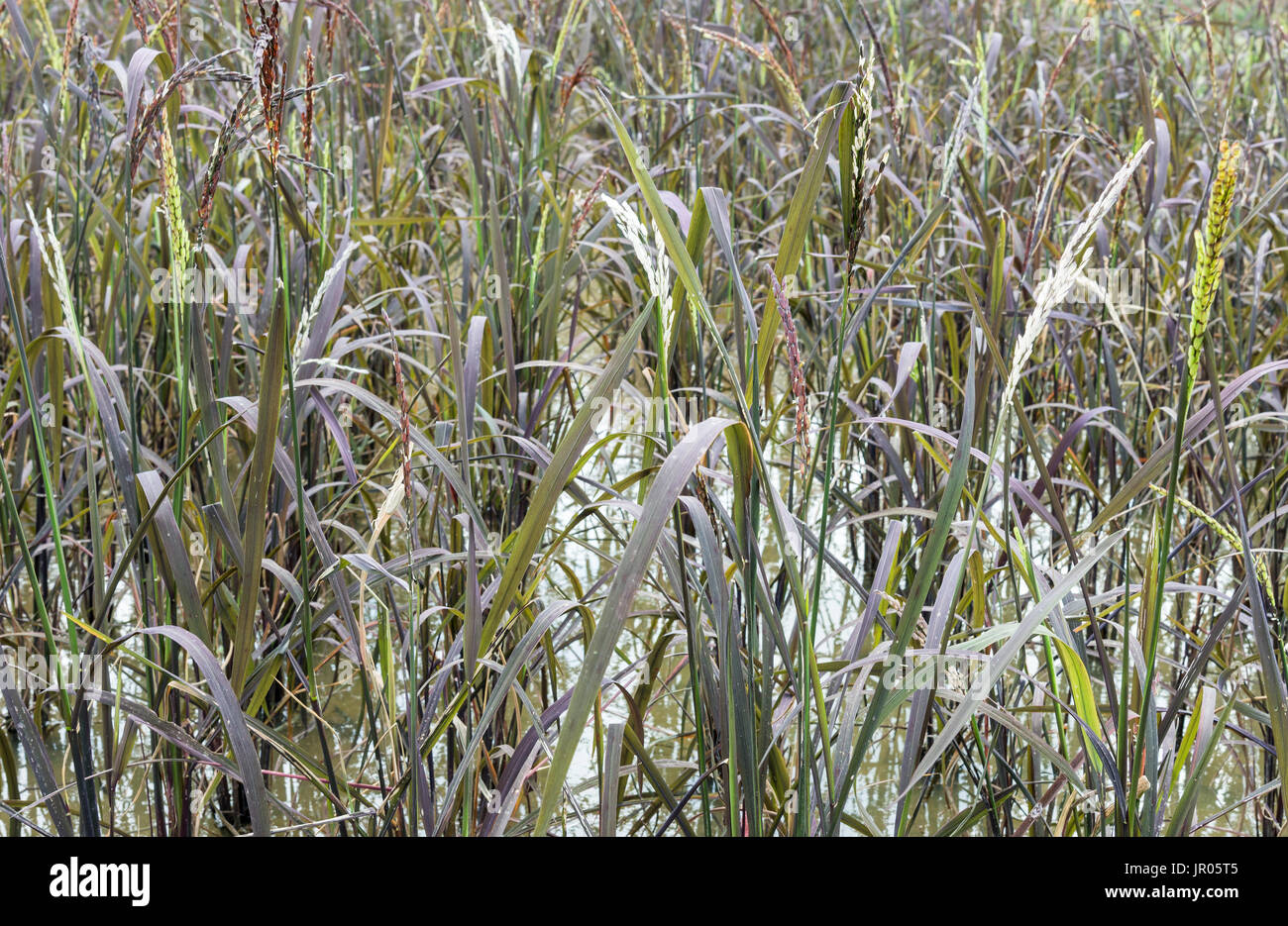 Riceberry field which in the Thai rice varieties is growth in the ...