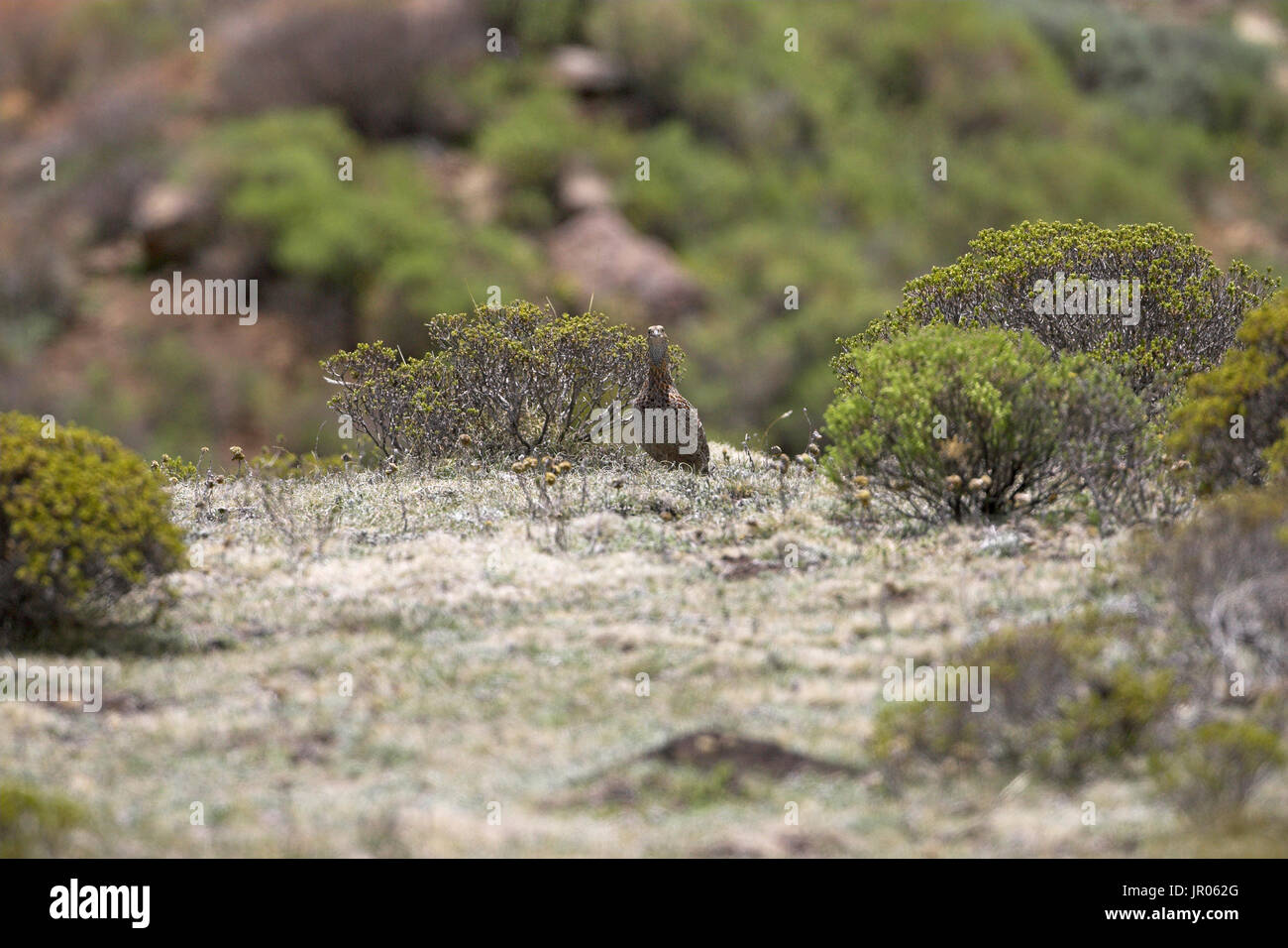 Grey-winged francolin Scleroptila africanus Lesotho Stock Photo