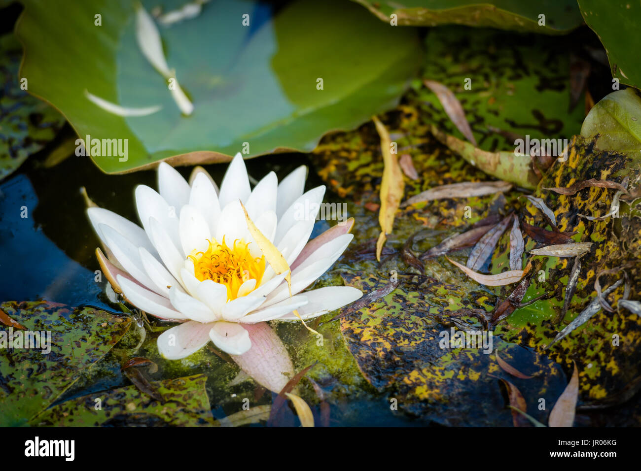 Water lily on the lake Stock Photo - Alamy