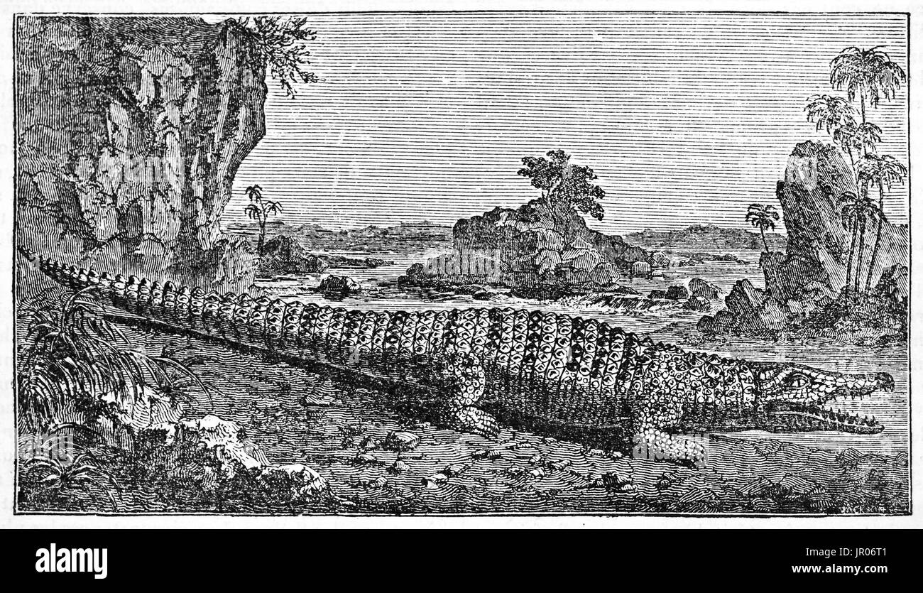 Old engraved illustration of a Crocodile. By unidentified author, published on Magasin Pittoresque, Paris, 1833. Stock Photo