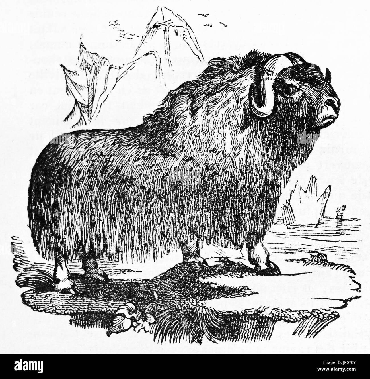 Old illustration of a Muskox (Ovibos moschatus). By unidentified author, published on Magasin Pittoresque, Paris, 1833. Stock Photo