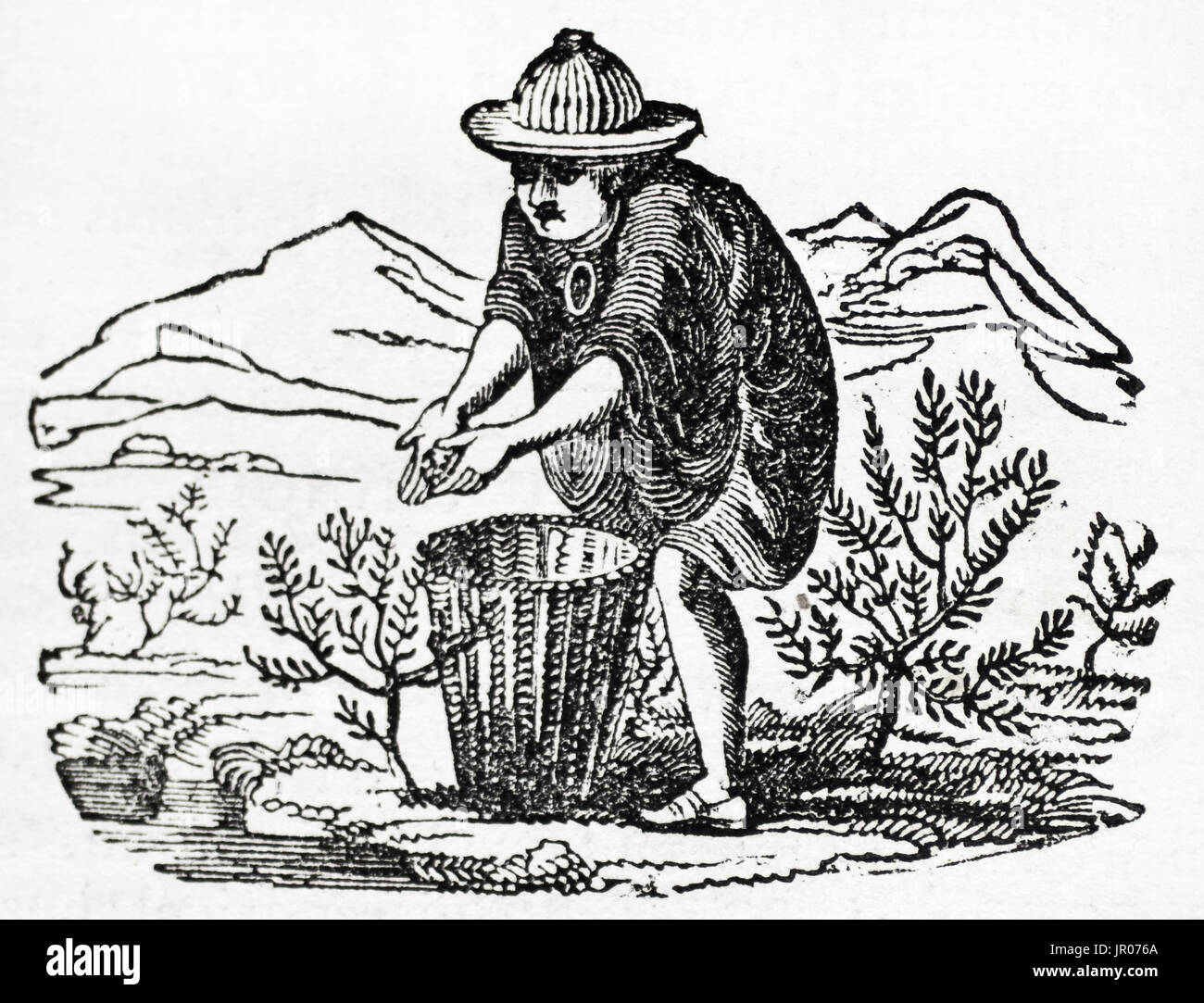 Old illustration of a man harvesting tea leaves. By unidentified author, published on Magasin Pittoresque, Paris, 1833. Stock Photo