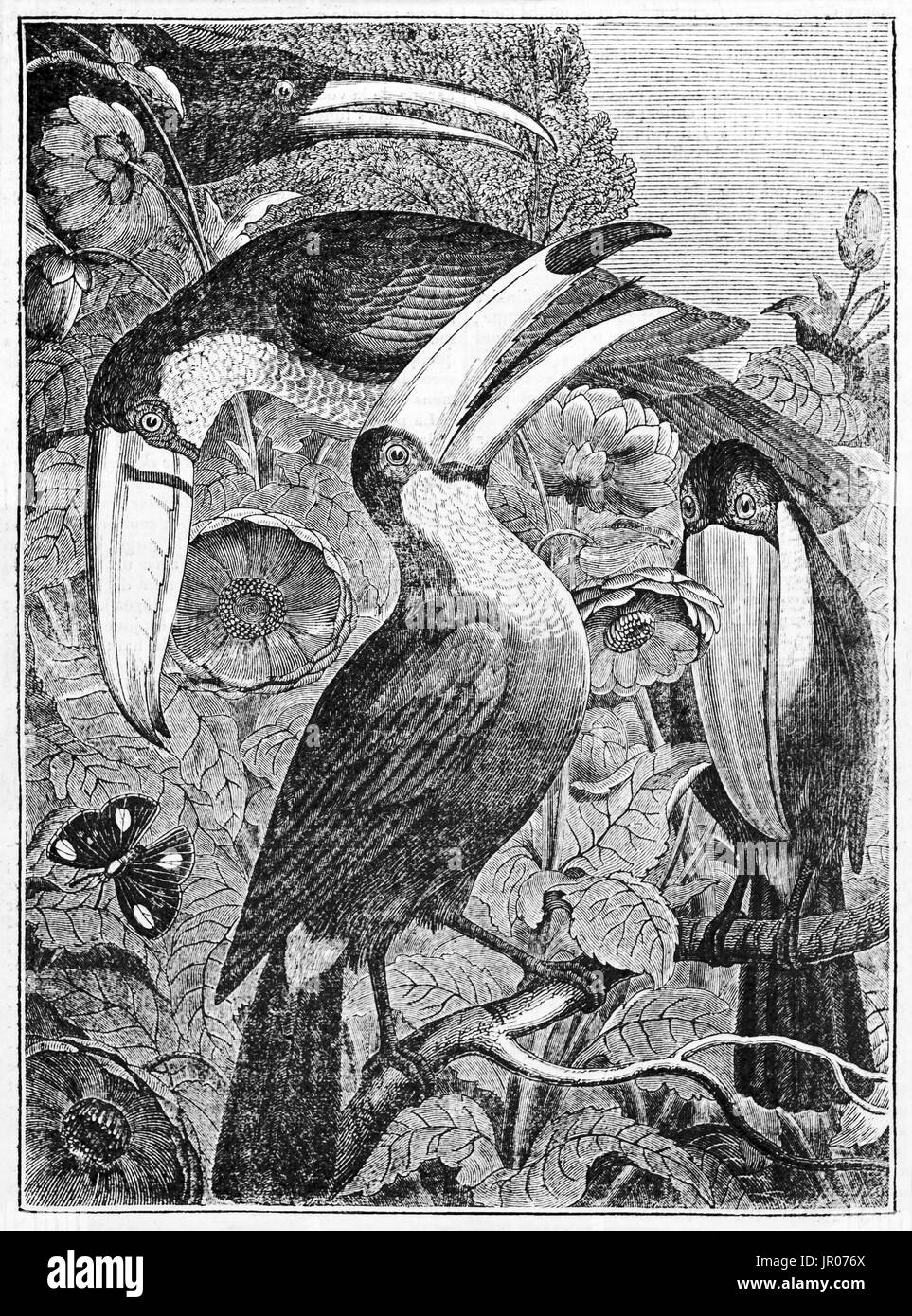 Old engraved illustration of Toucans. By unidentified author, published on Magasin Pittoresque, Paris, Stock Photo