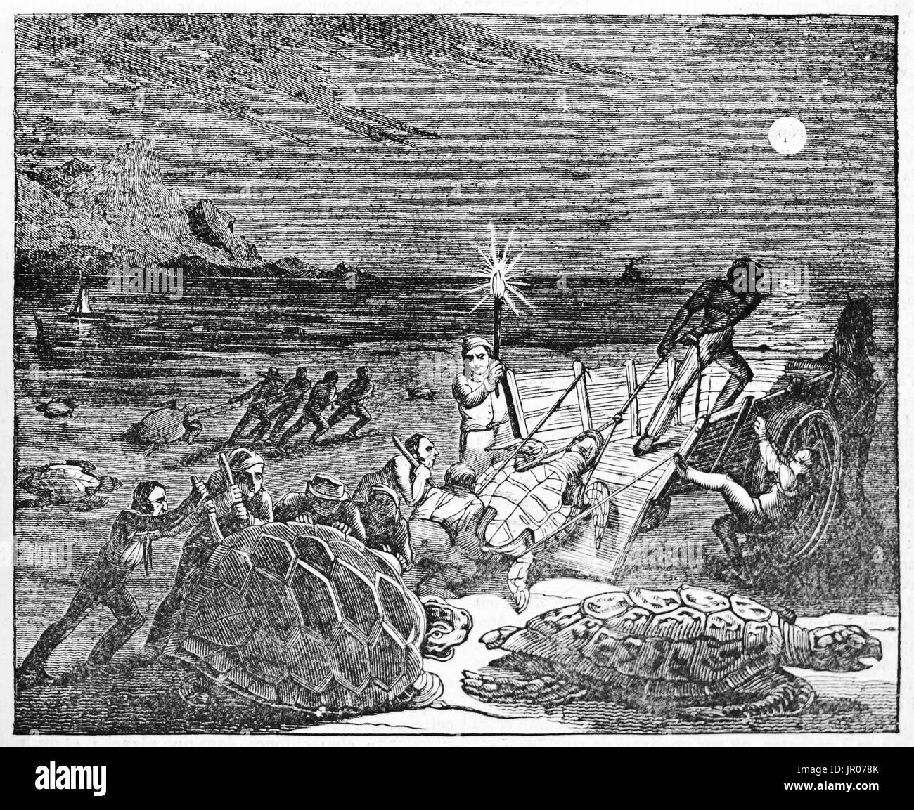 Old illustration of turtles fishing. By unidentified author, published on Magasin Pittoresque, Paris, 1833. Stock Photo