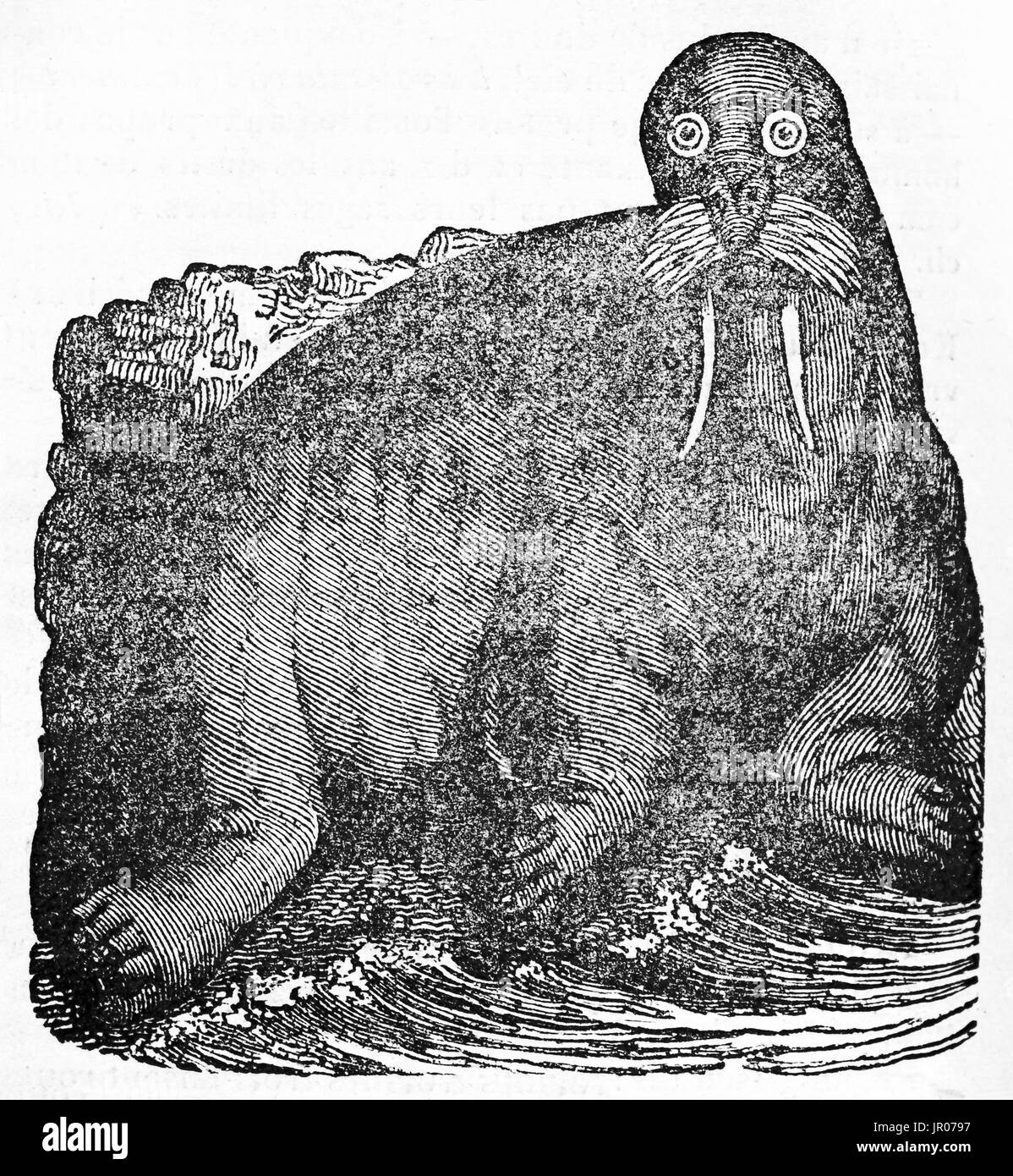 Old illustration of a Walrus (Odobenus rosmarus). By unidentified author, published on Magasin Pittoresque, Paris, 1833. Stock Photo