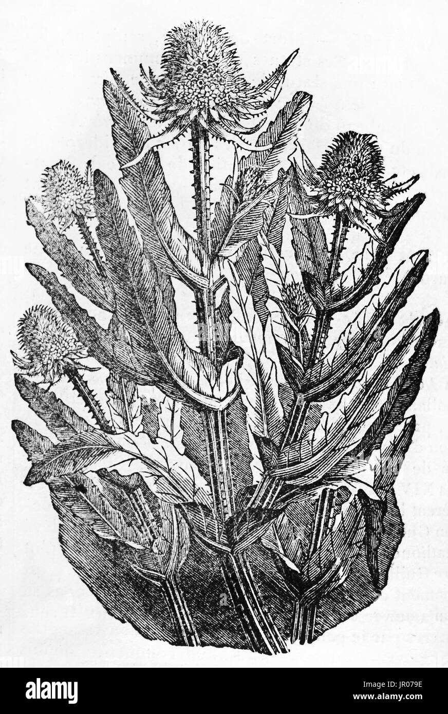 Old illustration of Wild Teasel (Dipsacus fullonum). By unidentified author, published on Magasin Pittoresque, Paris, 1833. Stock Photo