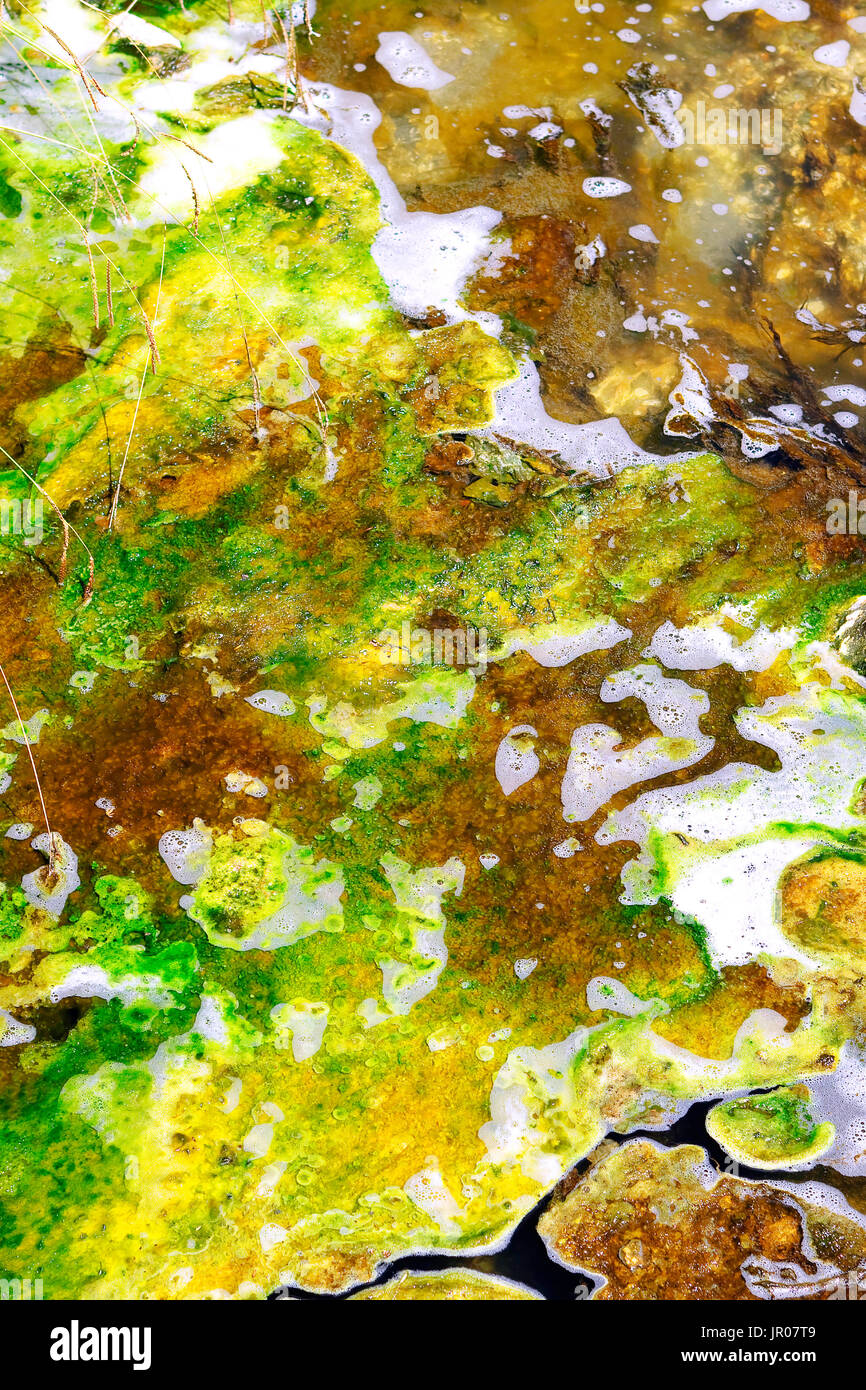Geo thermal algae in a stream coming from a volcanic lake Stock Photo