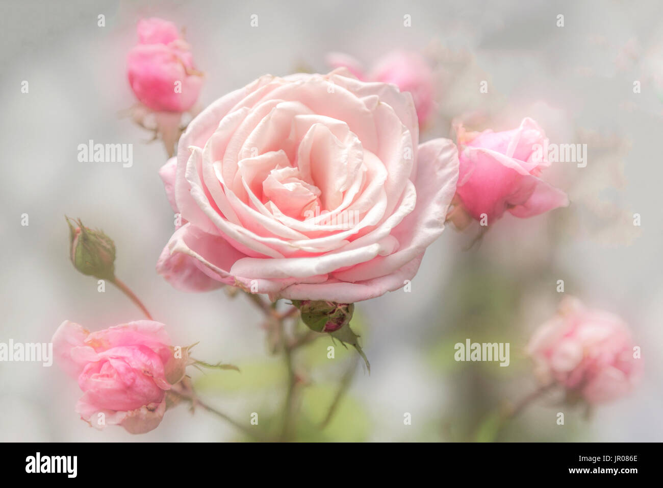 Soft pink delicacy: 'Rosa 'Blossomtime' 'Blossomtime' rose Stock Photo -  Alamy