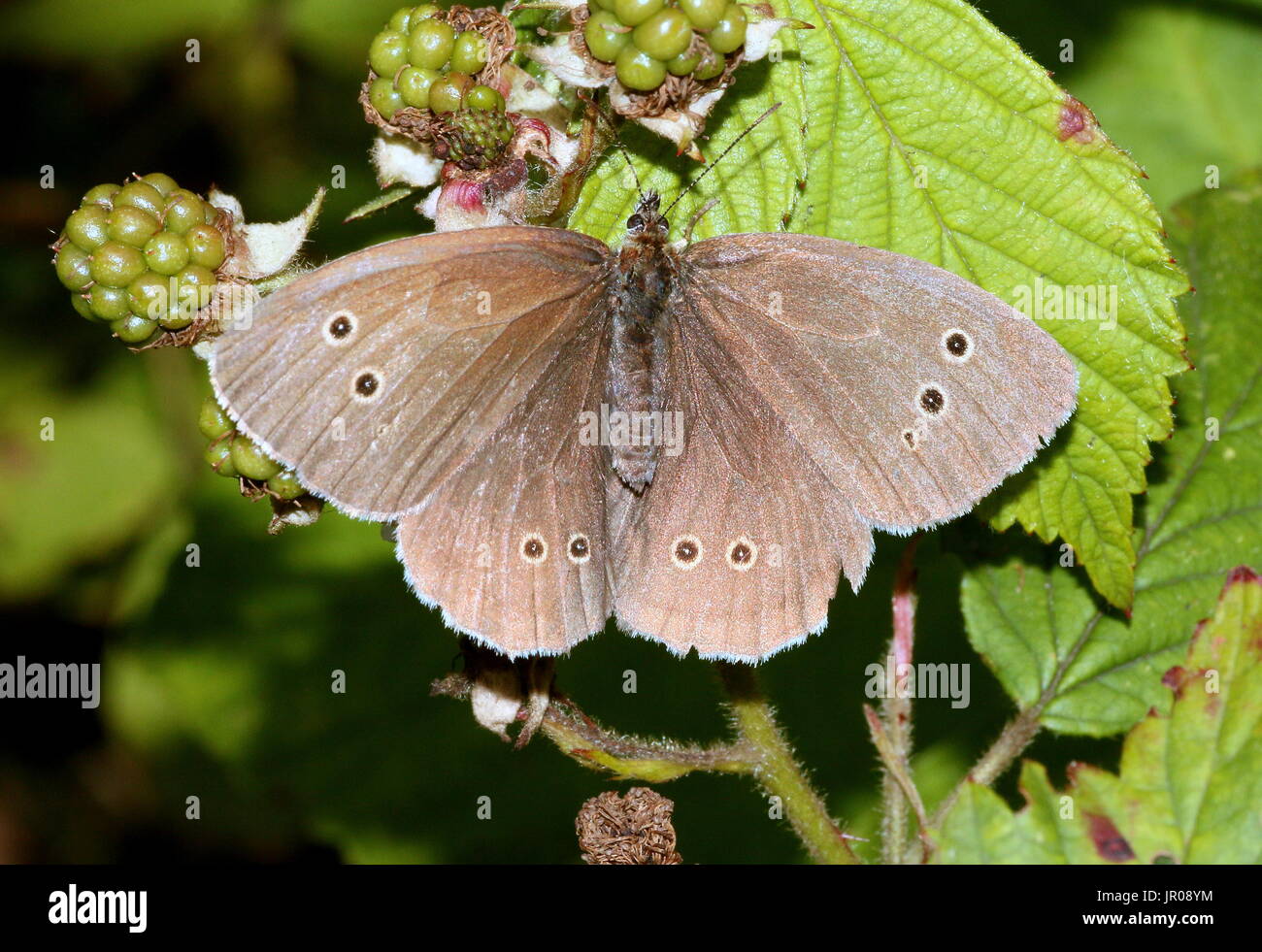 european-ringlet-butterfly-aphantopus-hyperantus-feeding-on-a-flower