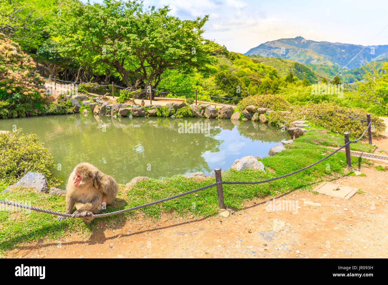 Iwatayama Monkey Park Stock Photo