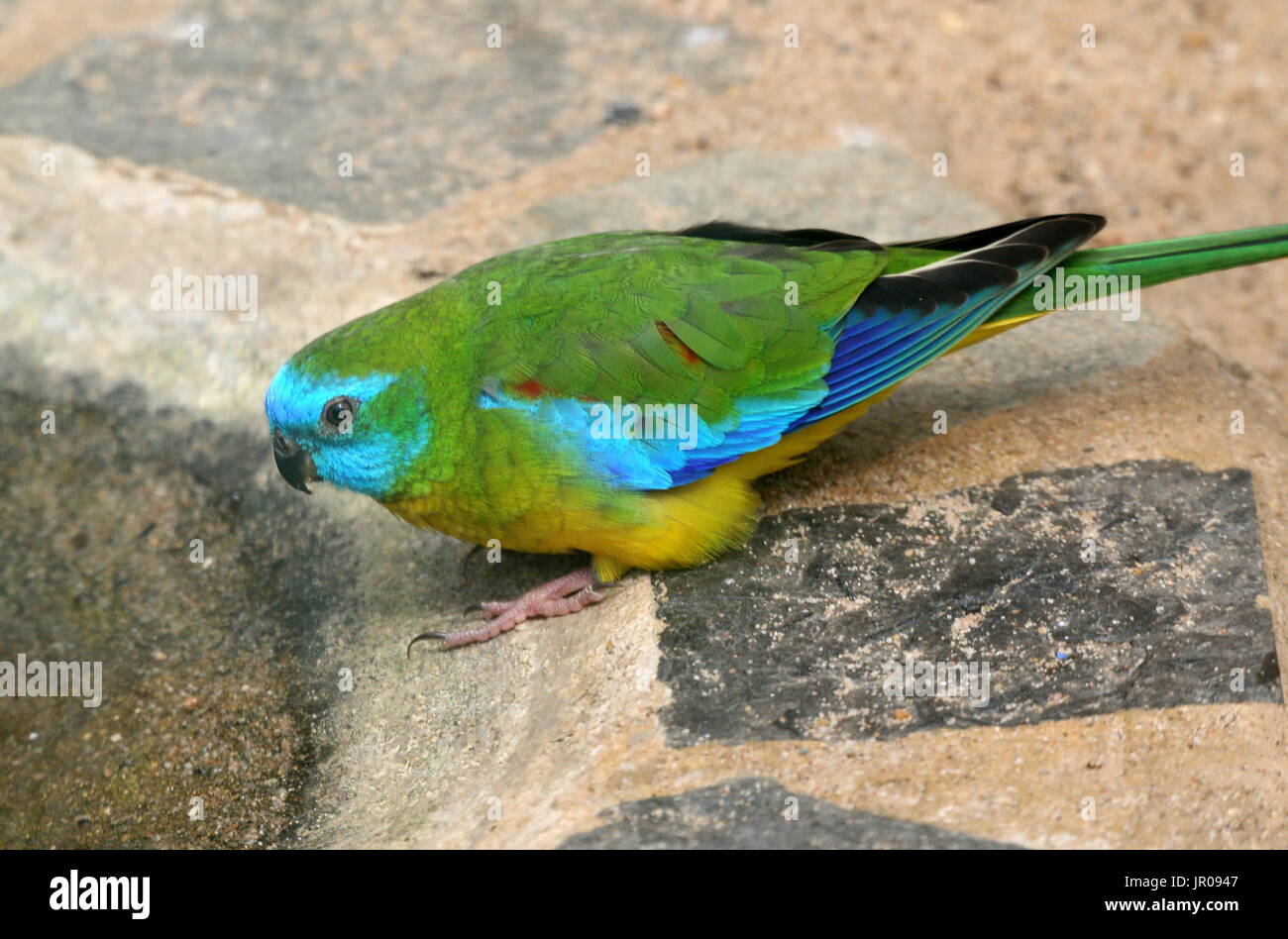 JR Farm Individual Budgie Food