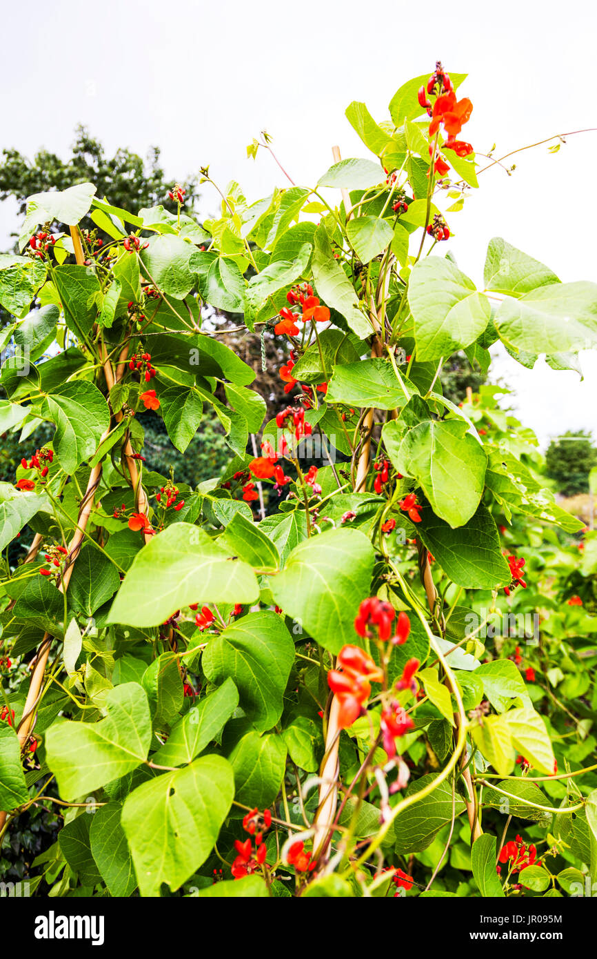 runner bean plant, runner bean plants, bean plants, Phaseolus coccineus