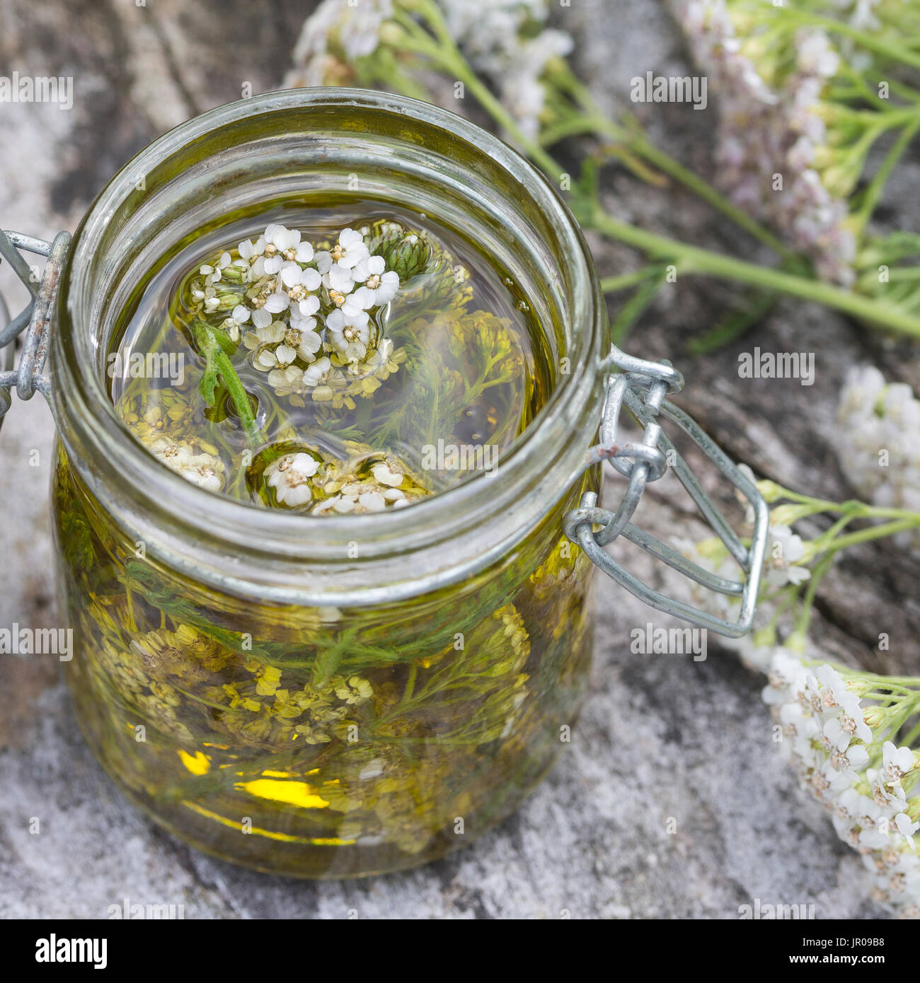 Schafgarbe-Öl, Schafgarben-Öl, Heilöl, Hautöl, Auszug aus Schafgarben ...