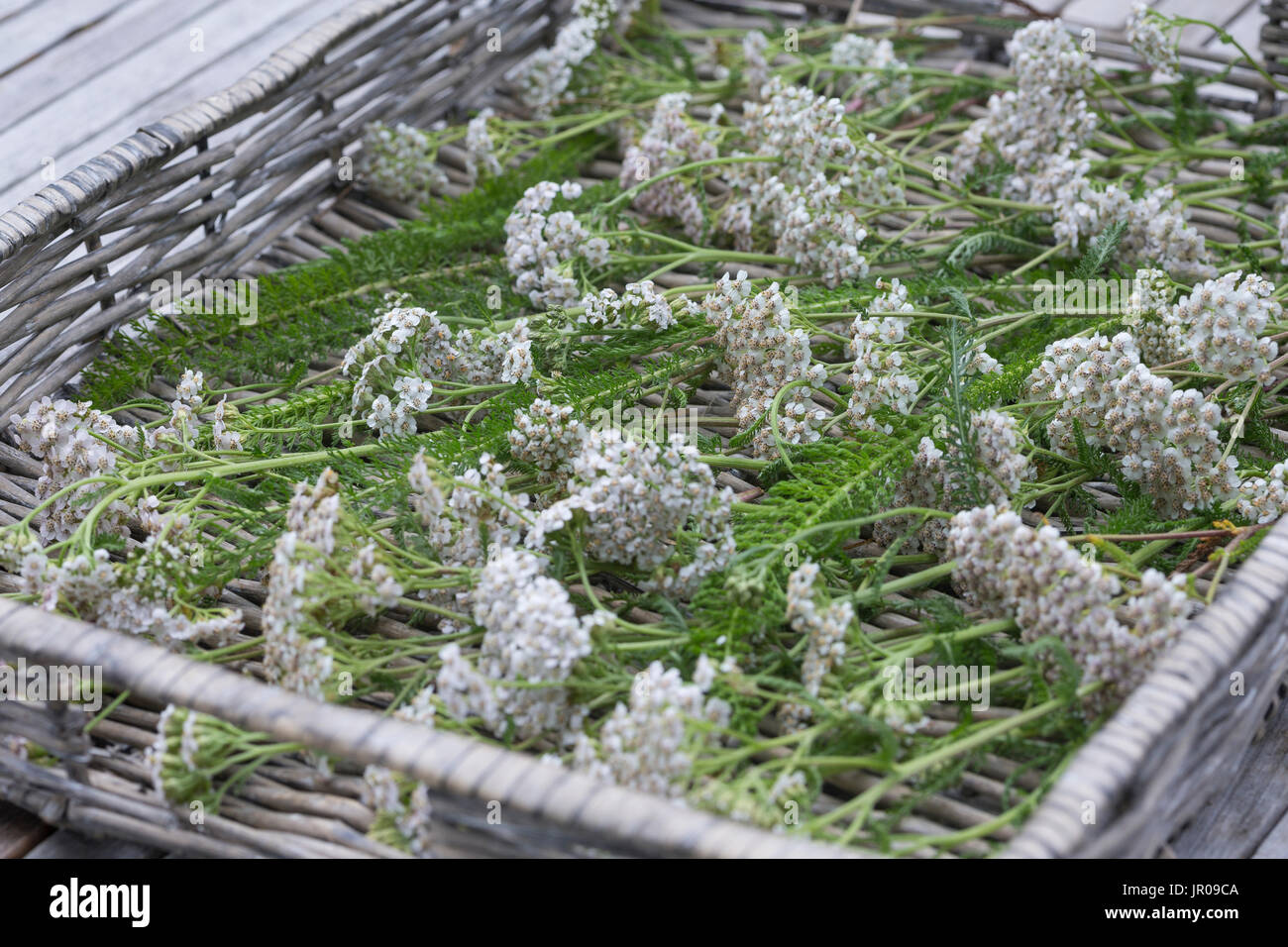 Page 2 - Kräuter Trocknen High Resolution Stock Photography and Images -  Alamy