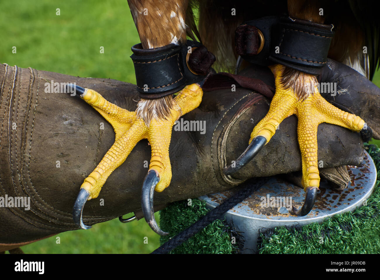 Closeup of Golden Eagle talons on falconers glove. UK Stock Photo