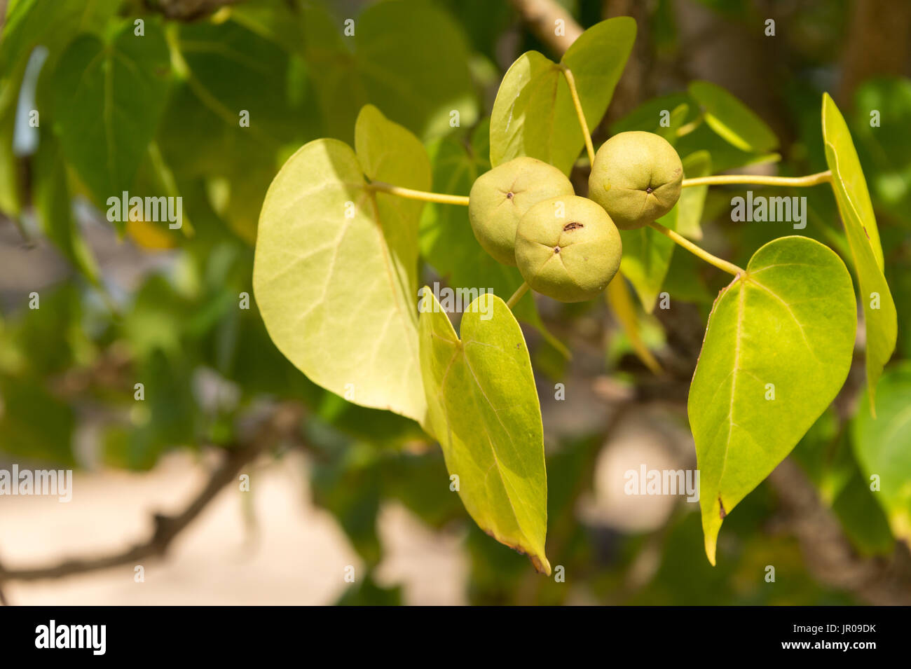Thespesia Populnia (Catalpa) is easily confused with toxic Manchineel Tree (Hippomane mancinella) Stock Photo