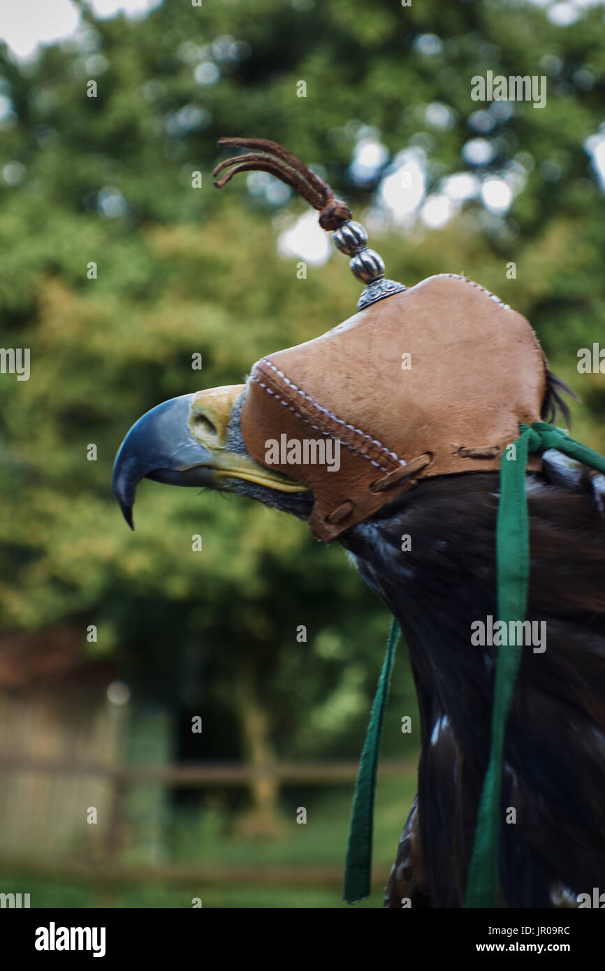 Golden eagle with falconry hood. UK Stock Photo Alamy