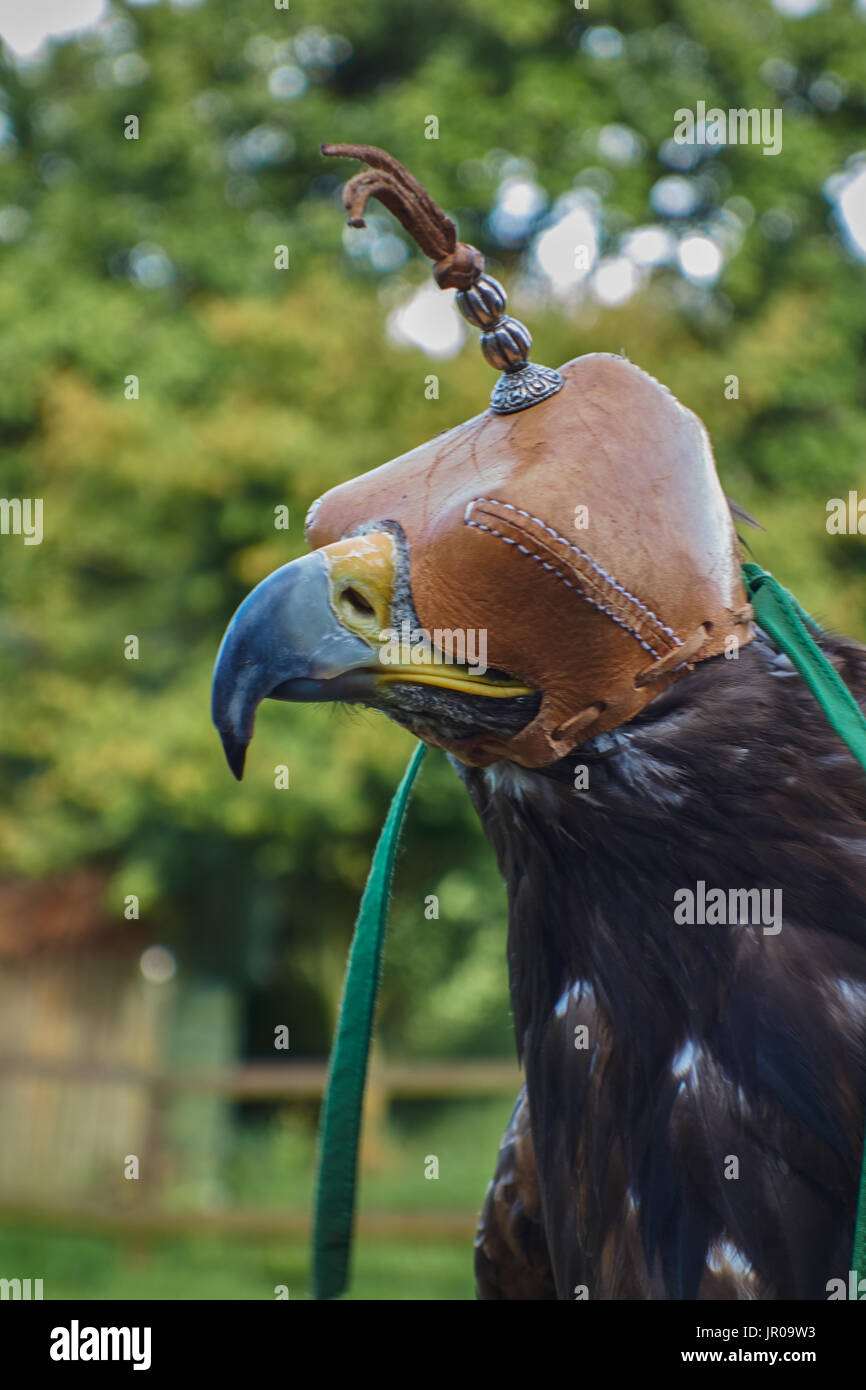 Golden eagle wearing hood. UK Stock Photo Alamy