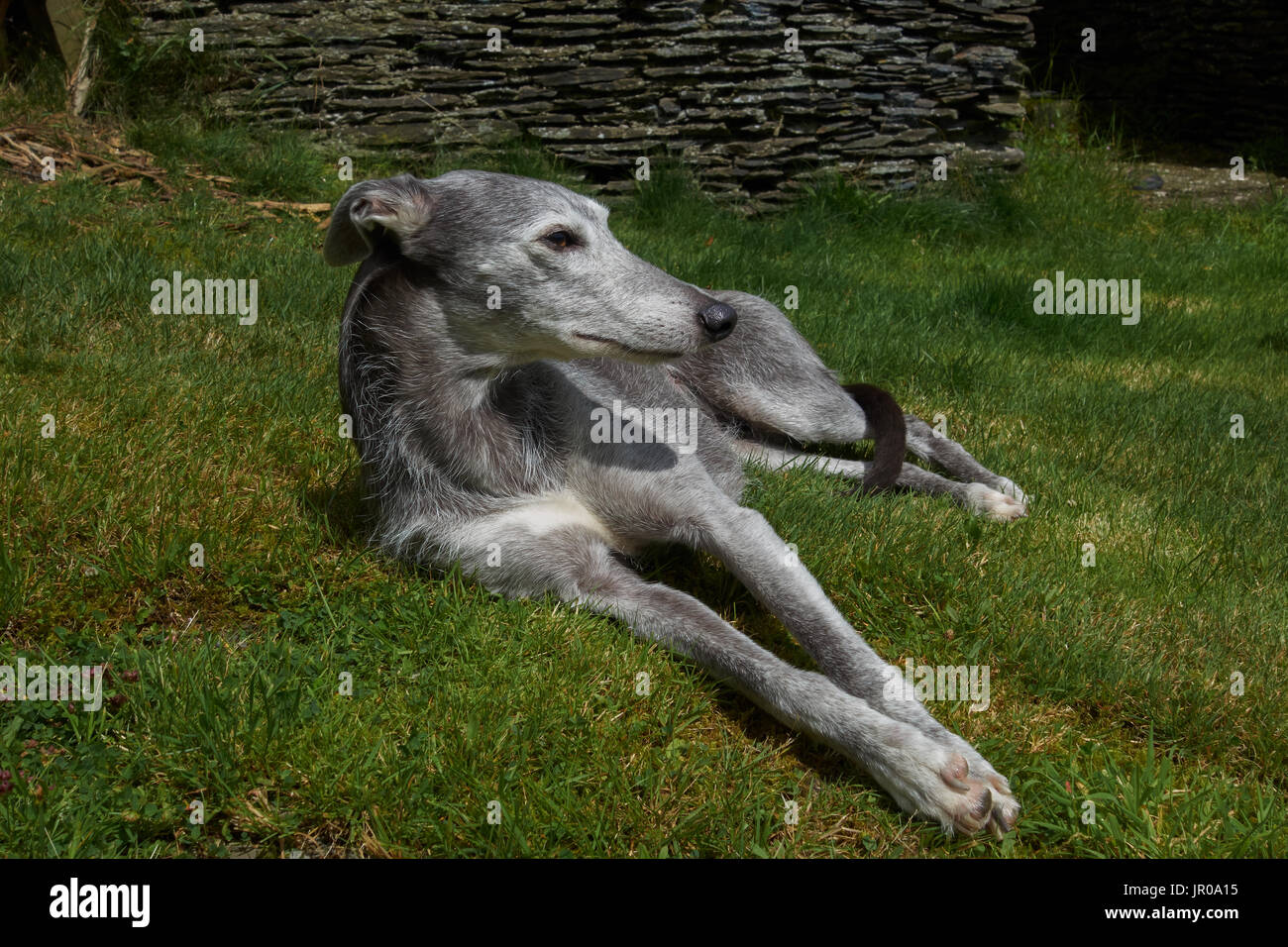 whippet x lurcher
