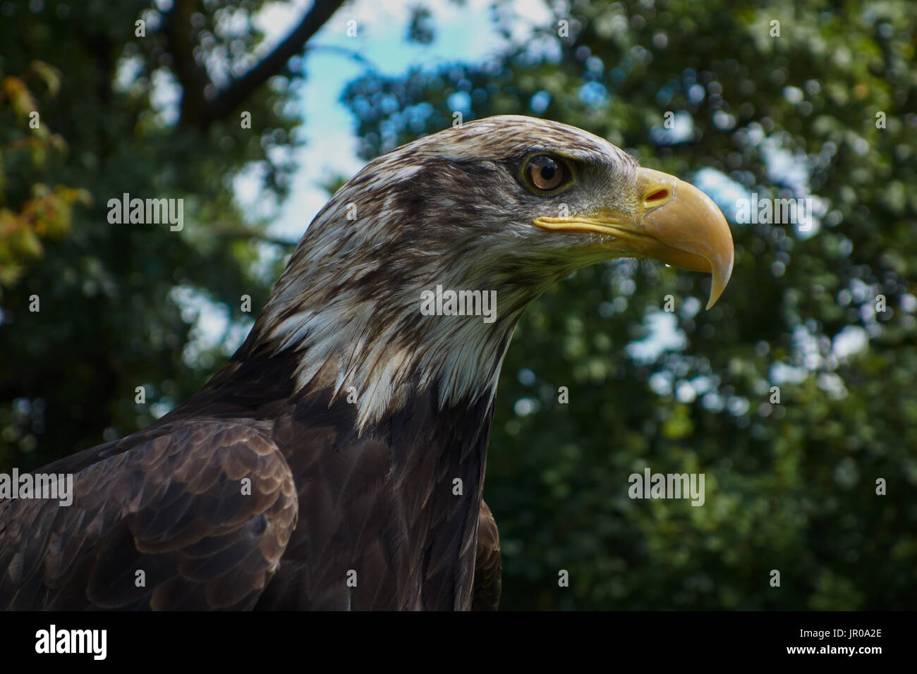 Bald Eagle.Haliaeetus leucocephalus  Captive. UK Stock Photo