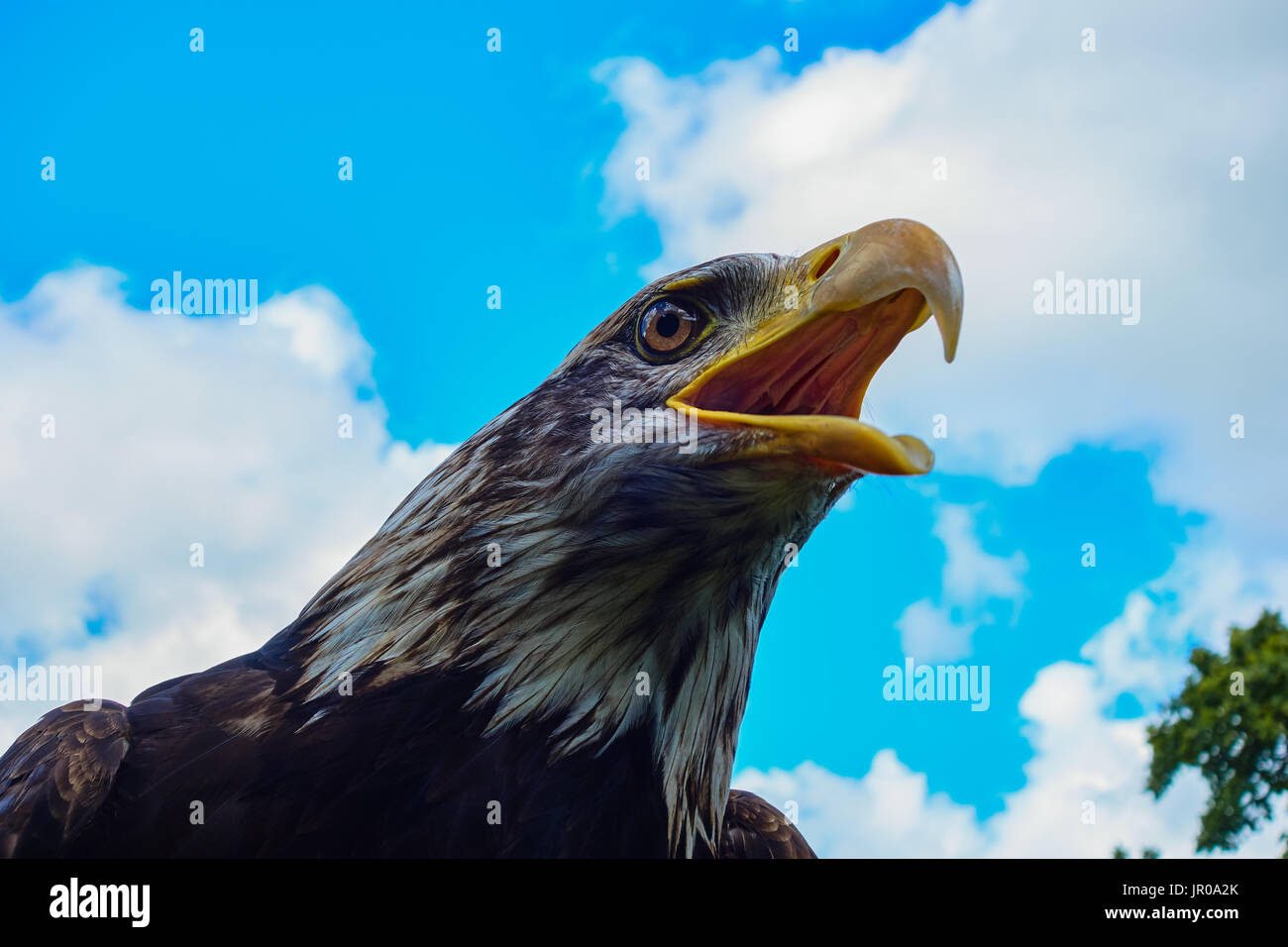 Bald Eagle.Haliaeetus leucocephalus against a blue summer sky Captive. UK Stock Photo