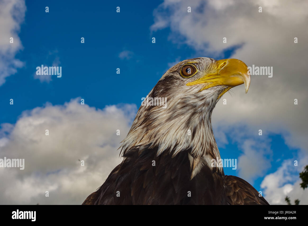 Bald Eagle.Haliaeetus leucocephalus against a blue summer sky Captive. UK Stock Photo