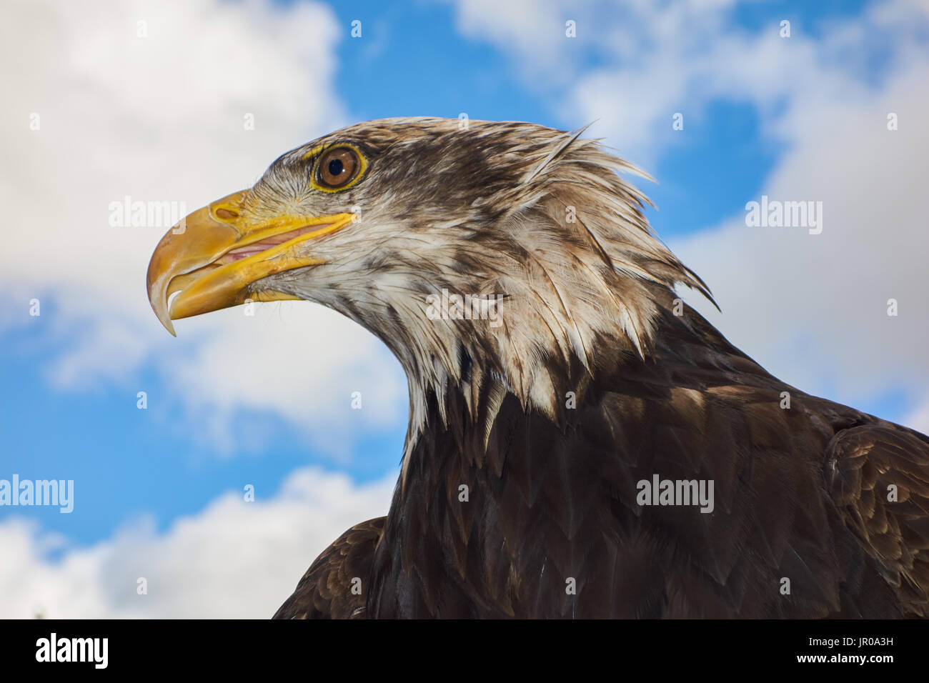 Bald Eagle.Haliaeetus leucocephalus  Captive. UK Stock Photo