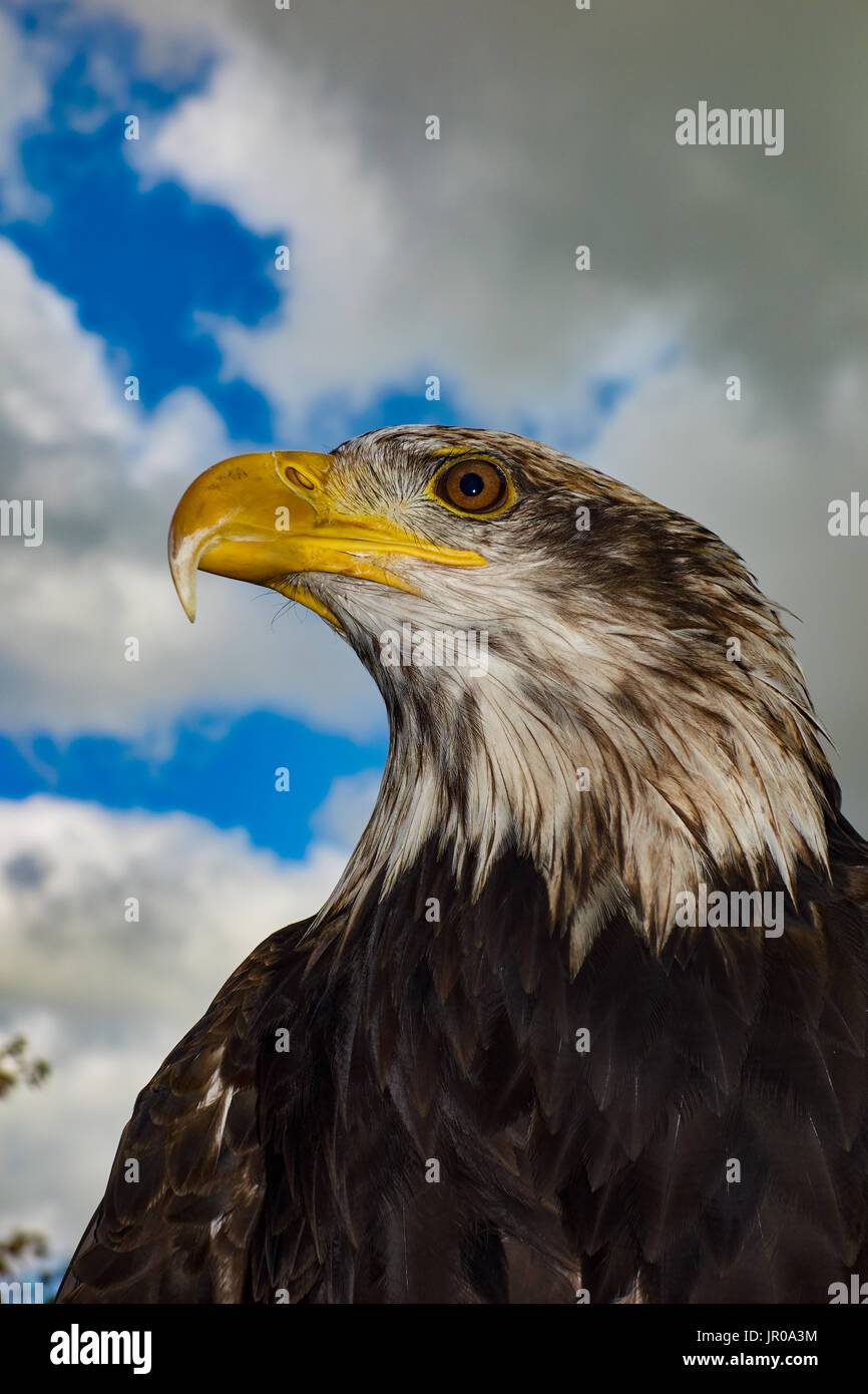 Bald Eagle.Haliaeetus leucocephalus  Captive. UK Stock Photo