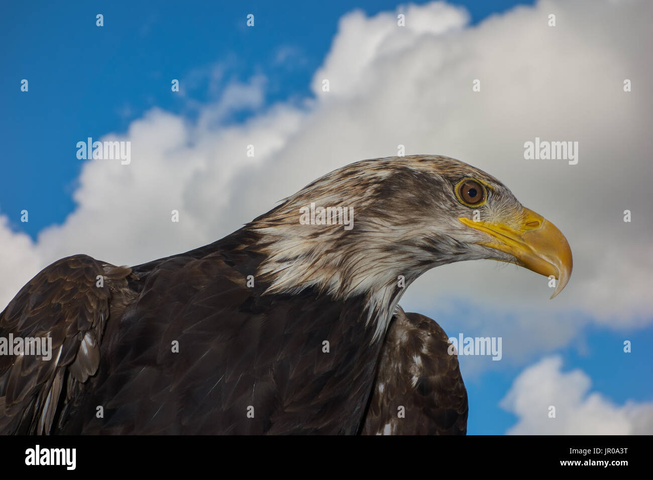 Bald Eagle.Haliaeetus leucocephalus  Captive. UK Stock Photo