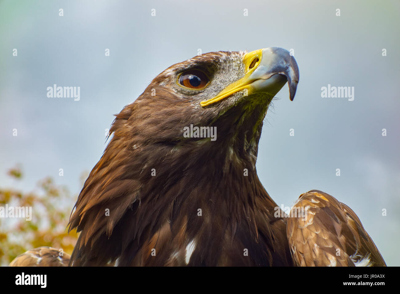 Golden Eagle Aquila Chrysaetos Captive Uk Stock Photo