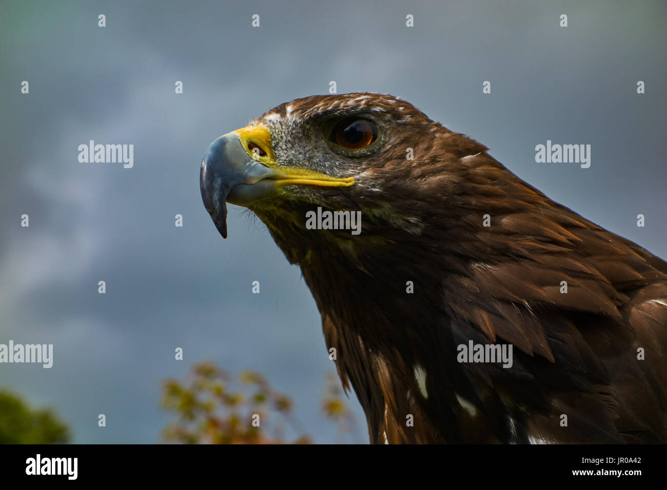 Golden Eagle Aquila Chrysaetos Captive Uk Stock Photo