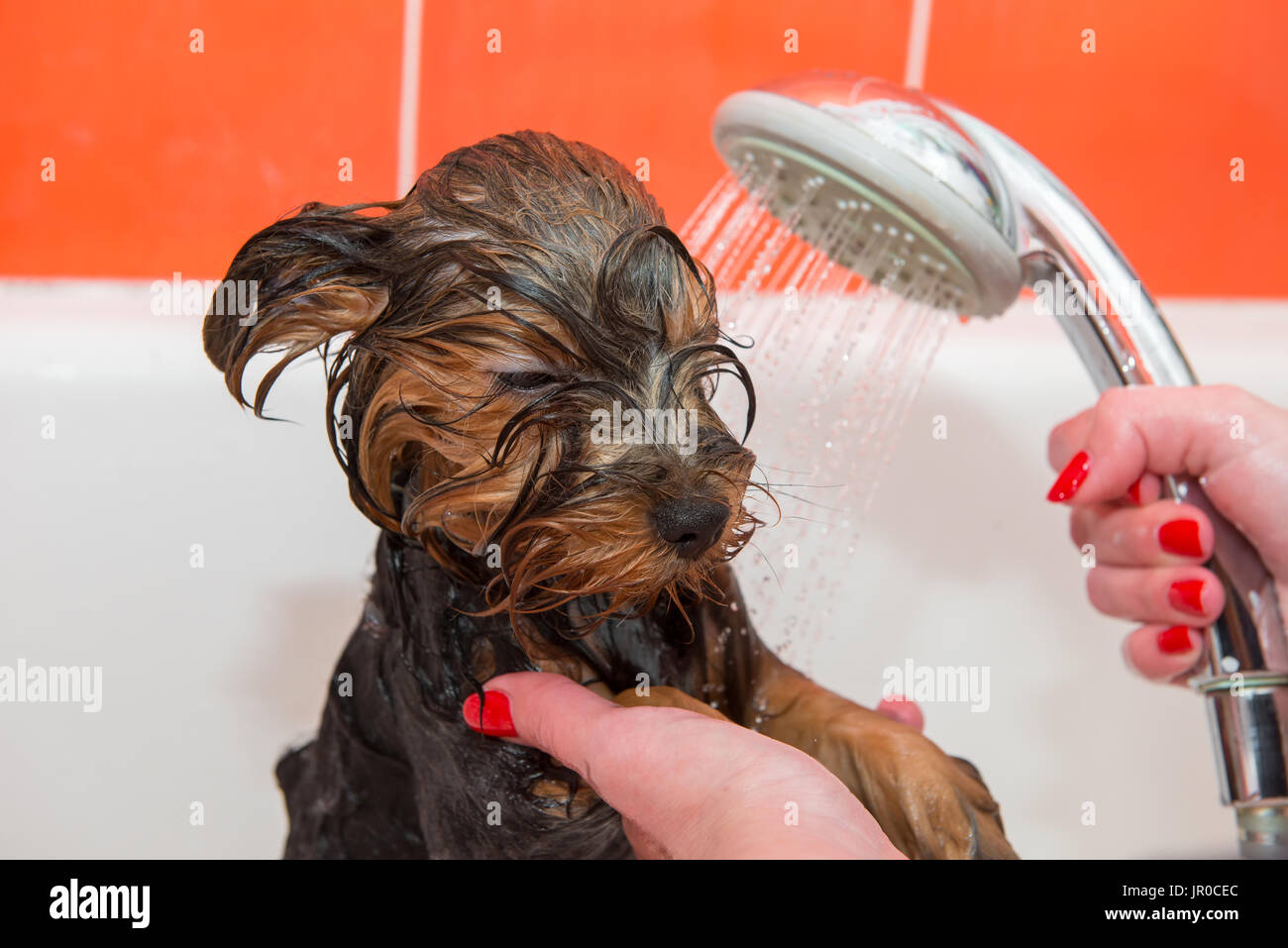 Wet Yorkshire Terrier Puppy While Wash Stock Photo Alamy