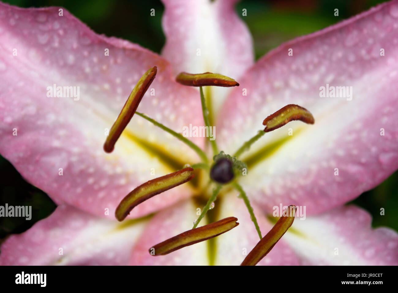 Close up of a pink oriental lily flower Stock Photo